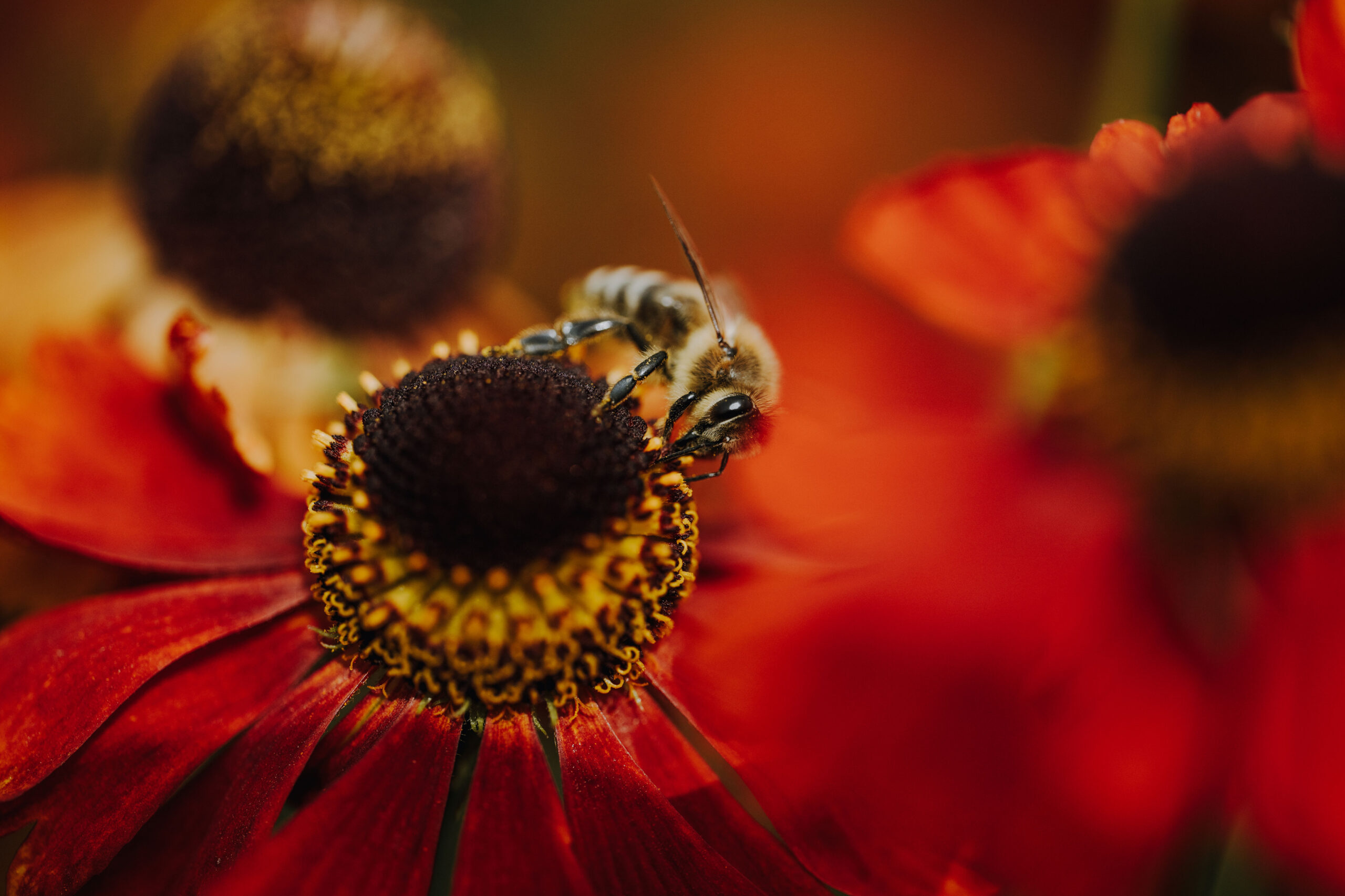 Bienen Park