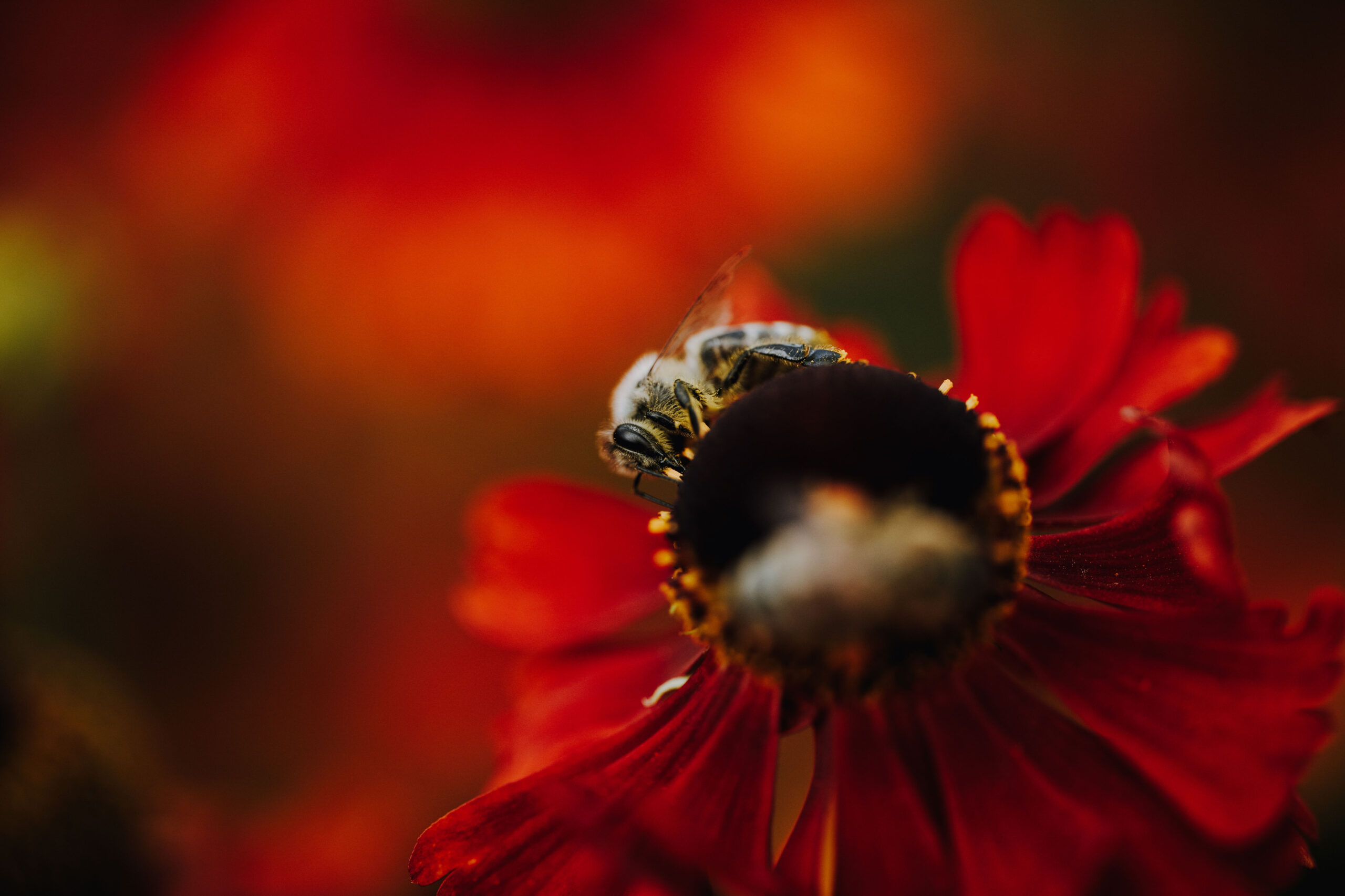 Bienen Park
