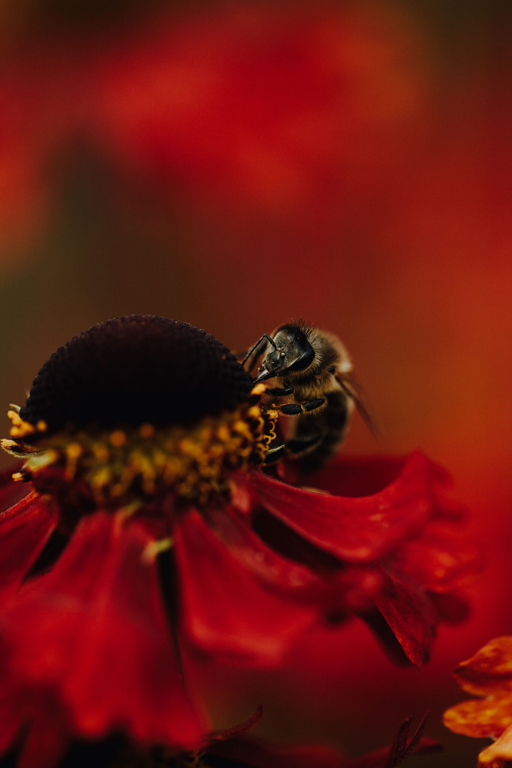 Bienen Park