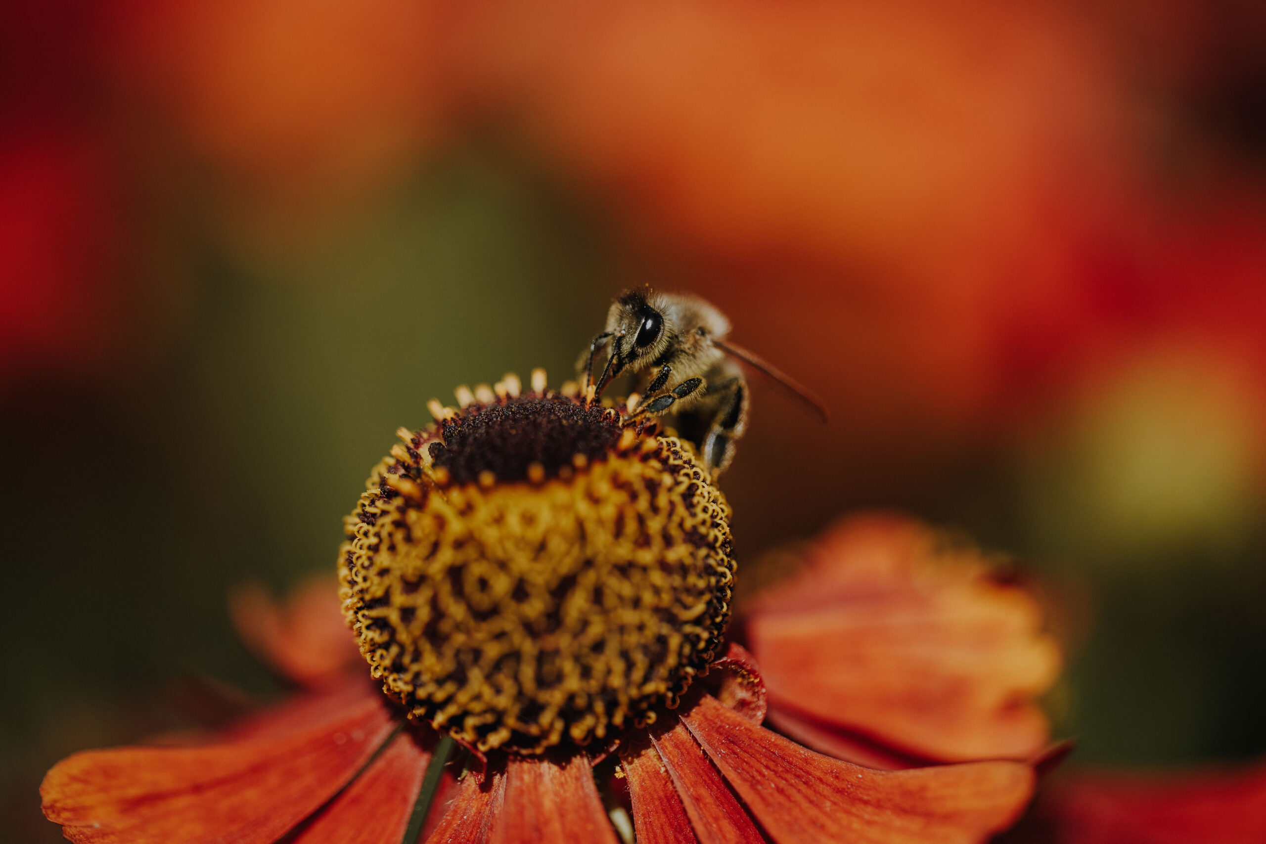 Bienen Park