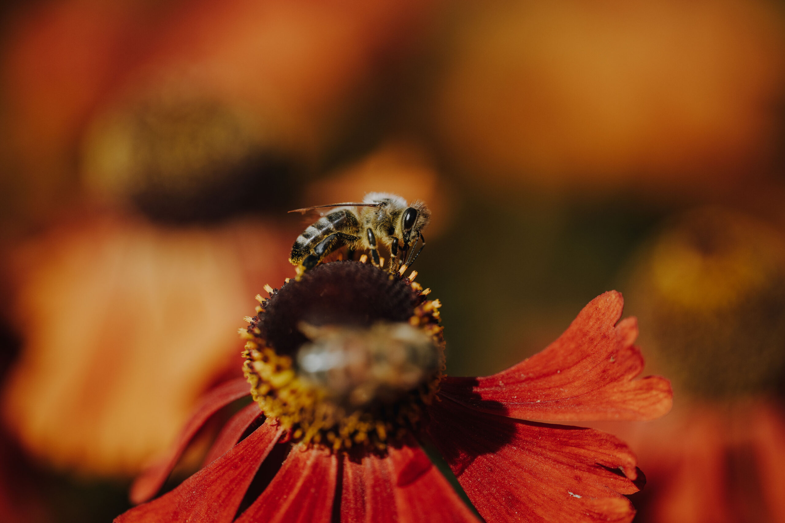 Bienen Park
