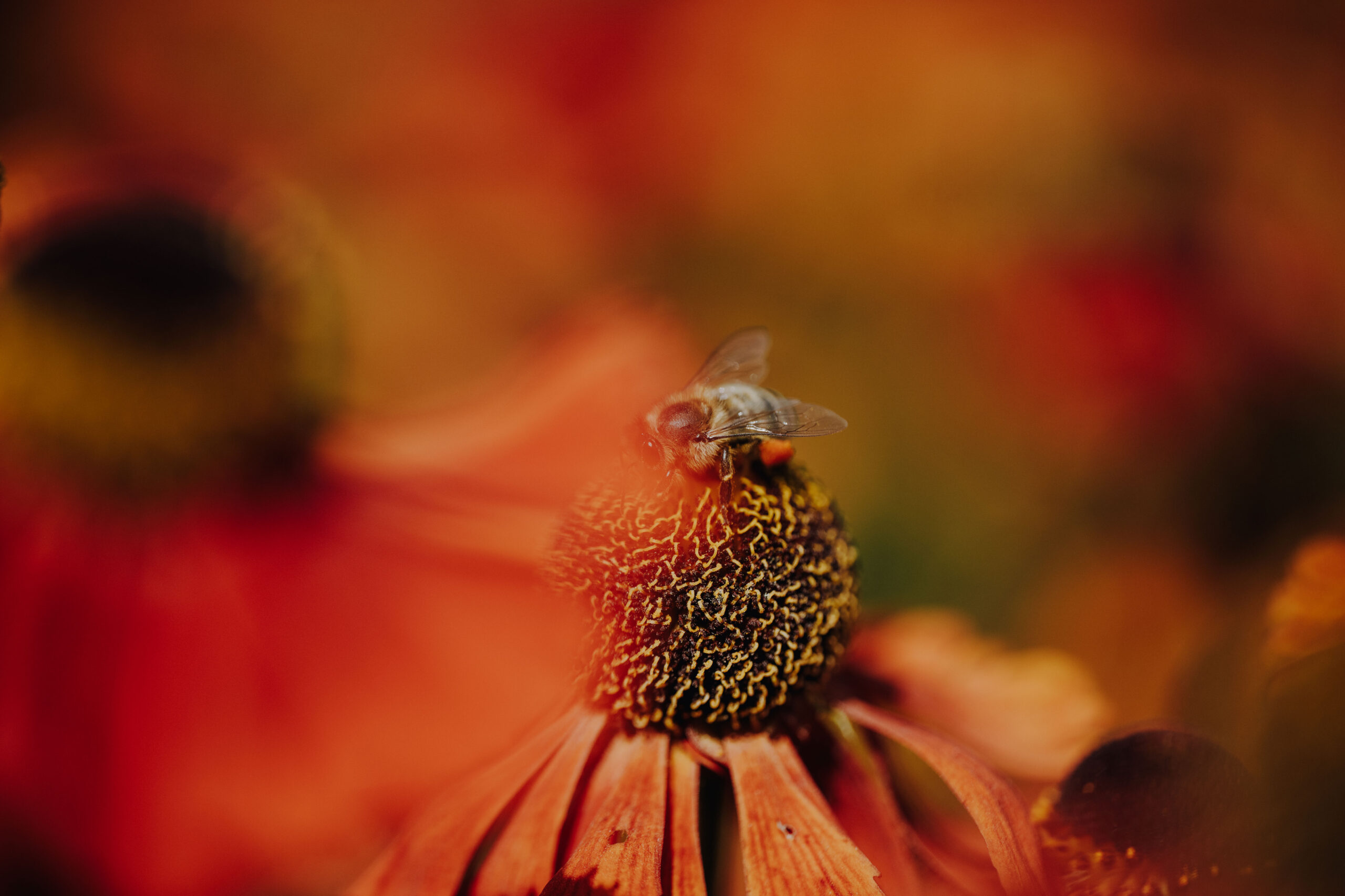 Bienen Park
