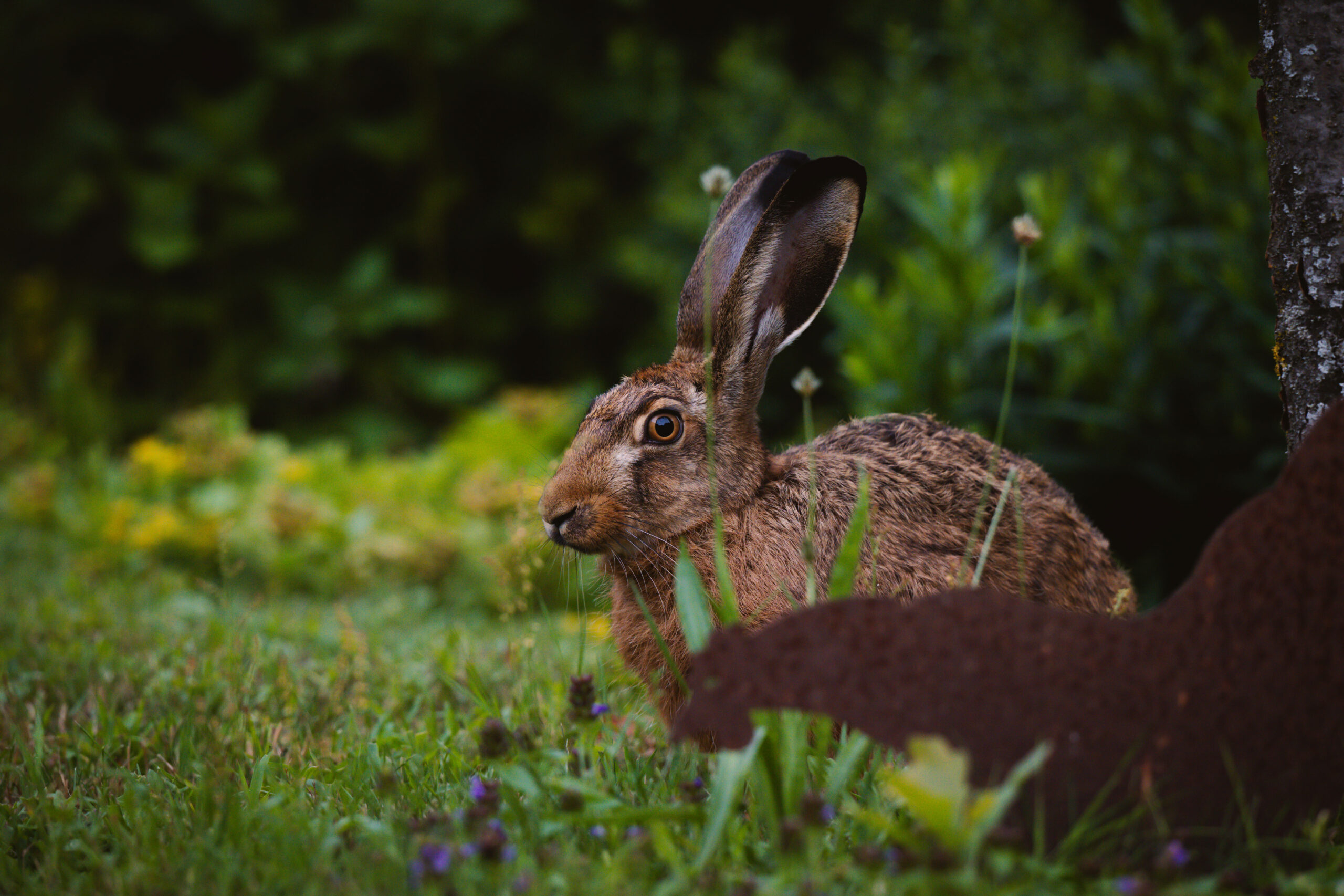 Hase