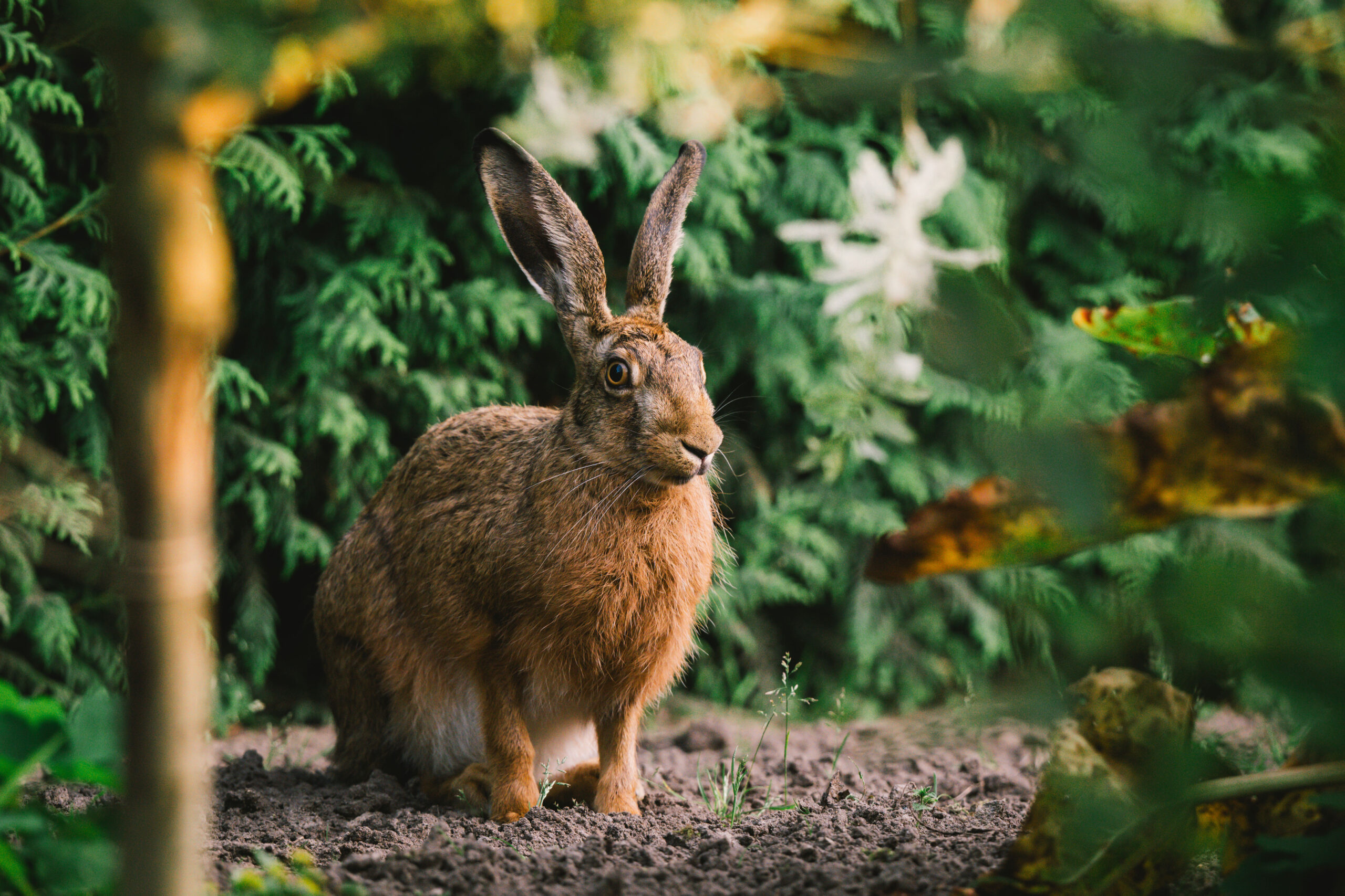 Hase