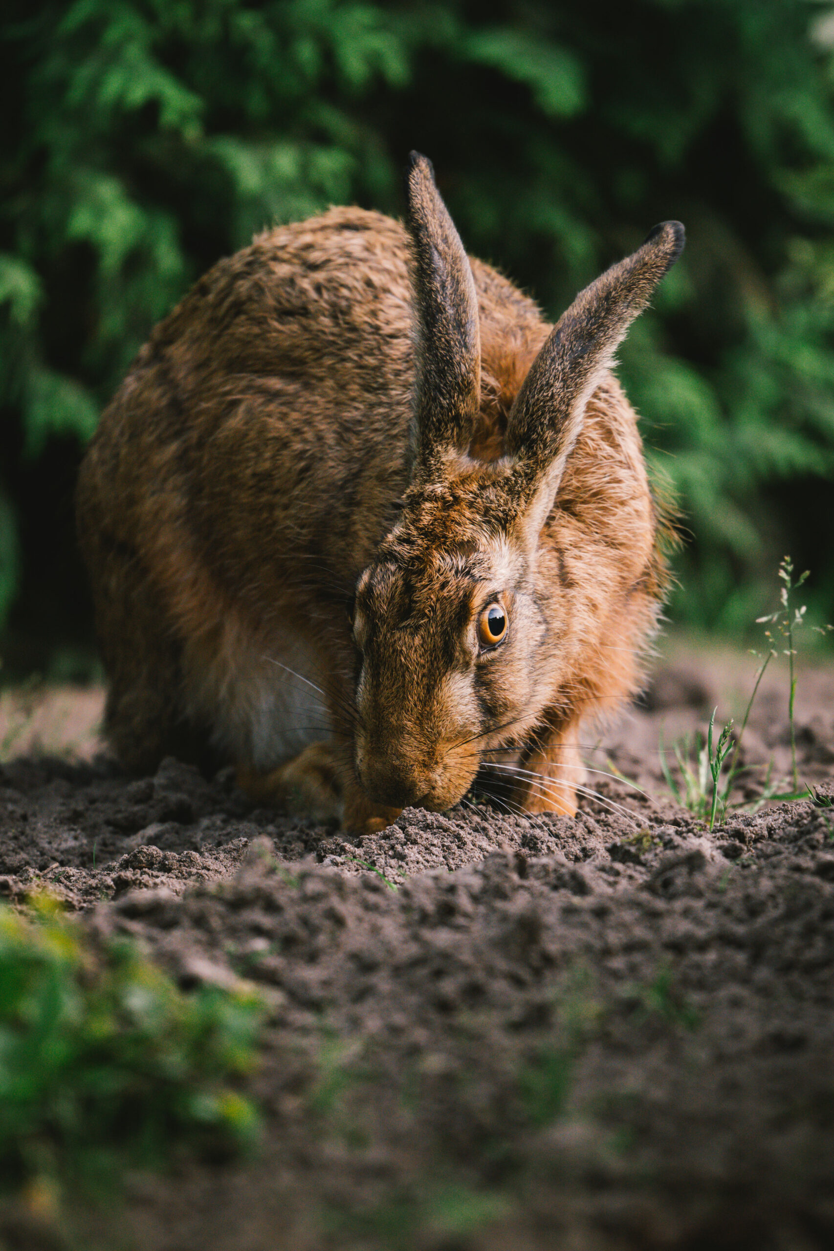 Hase