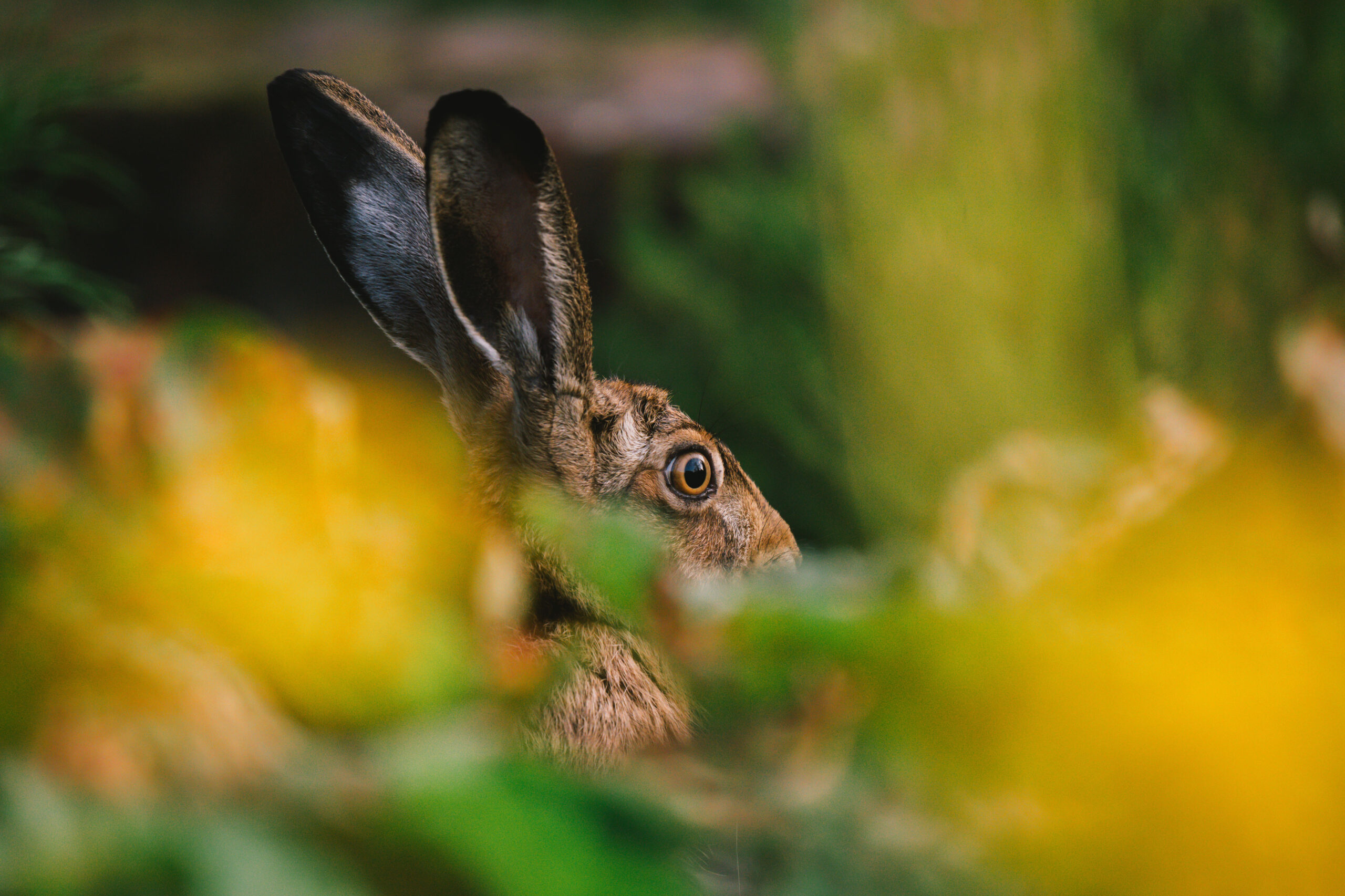 Hase