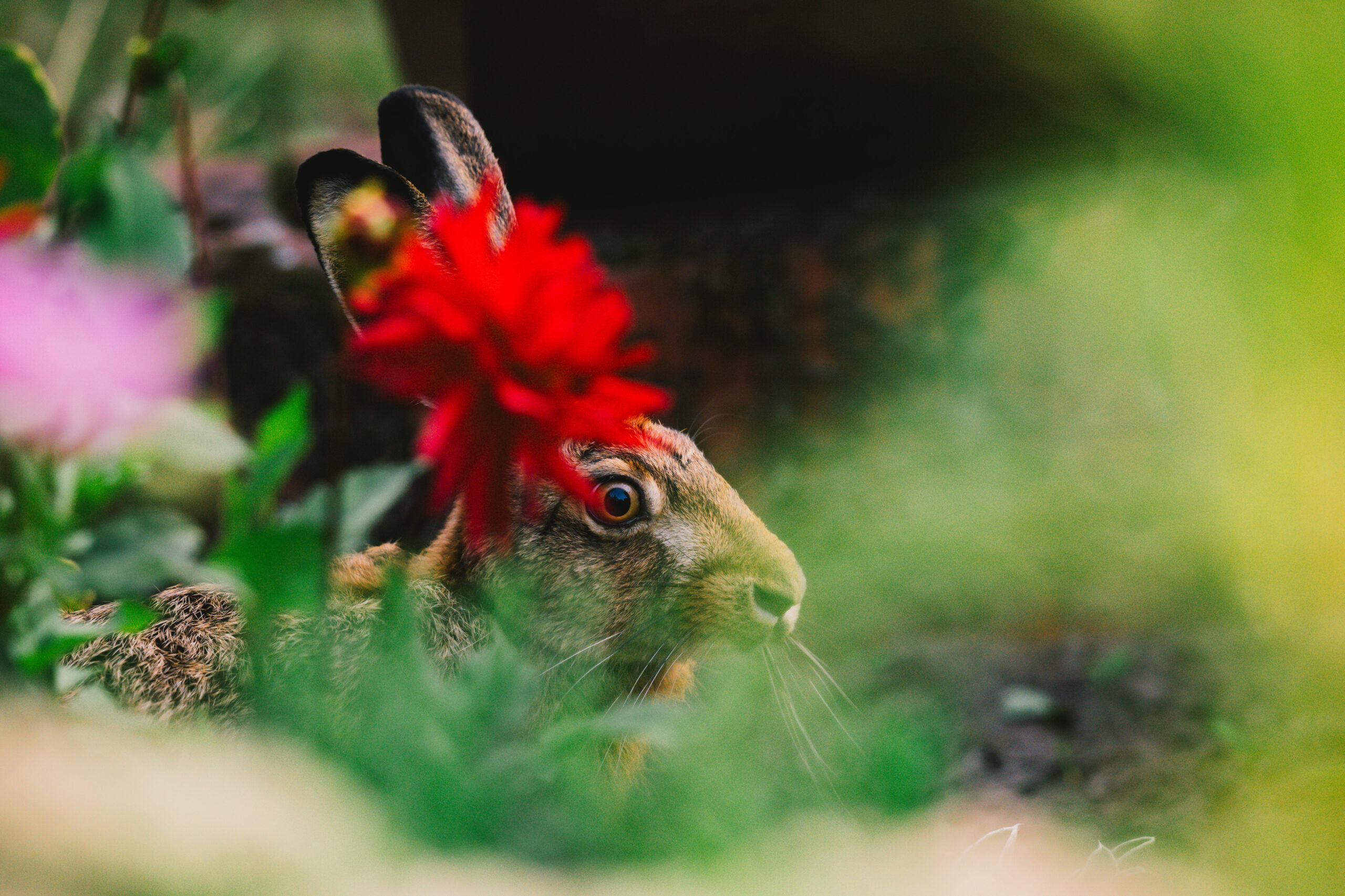 Hase