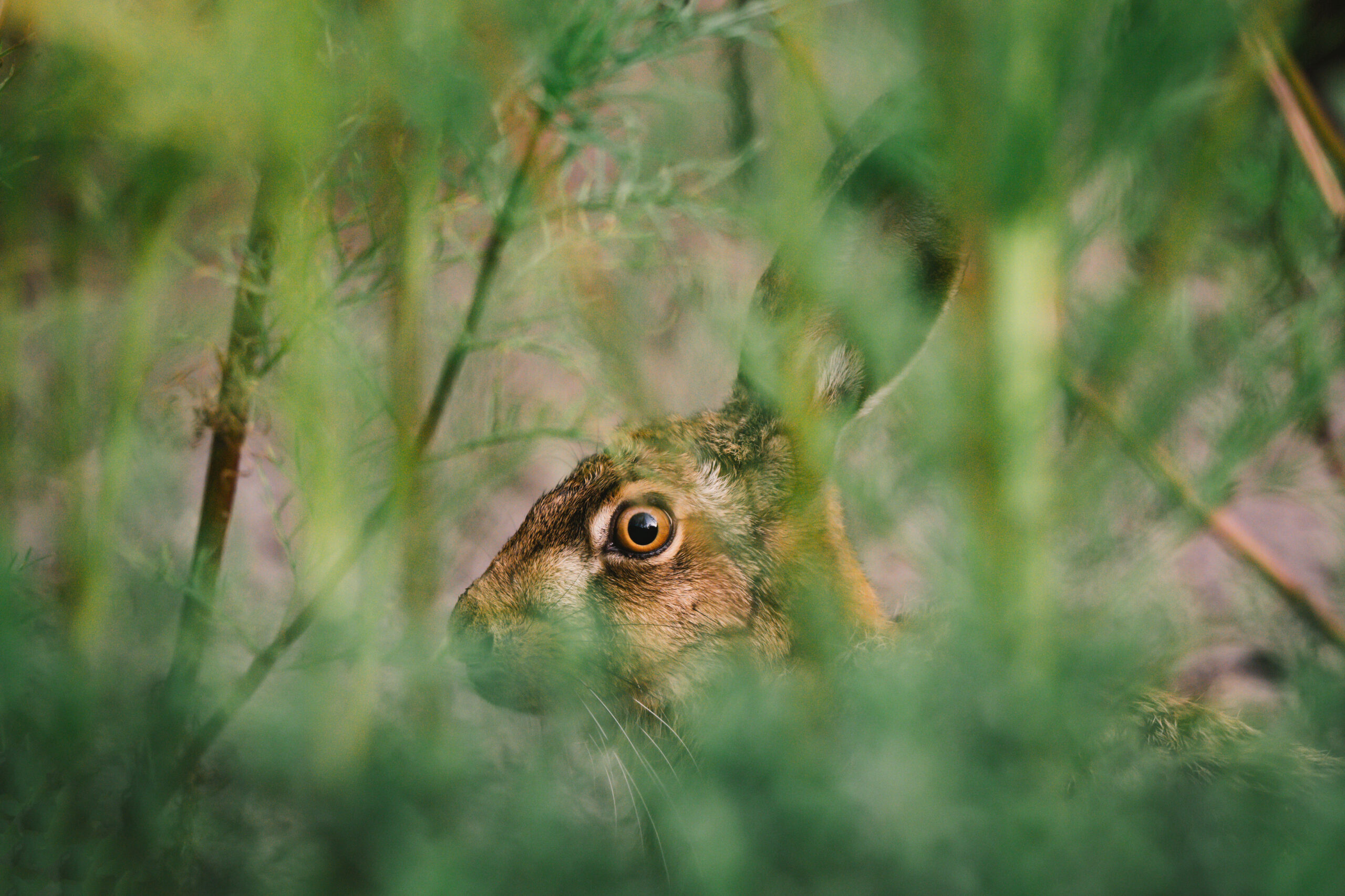 Hase