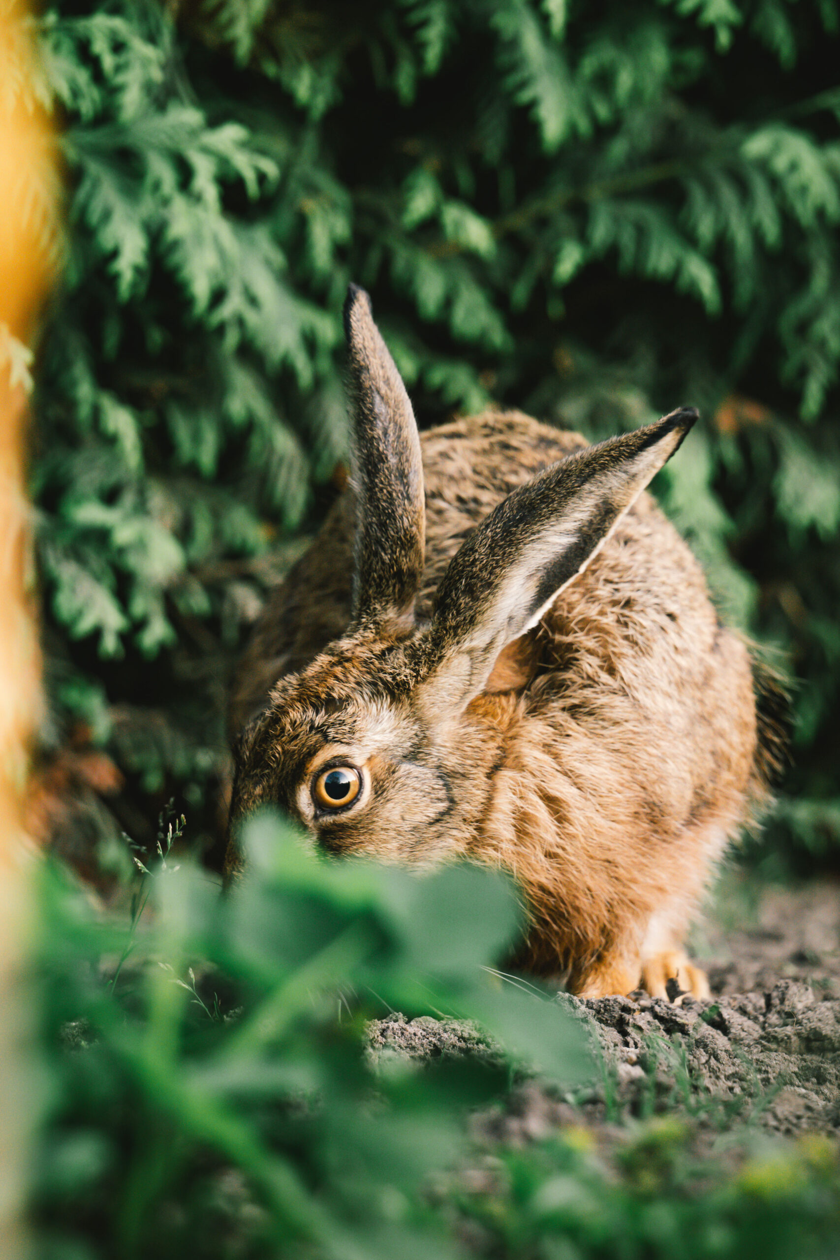 Hase