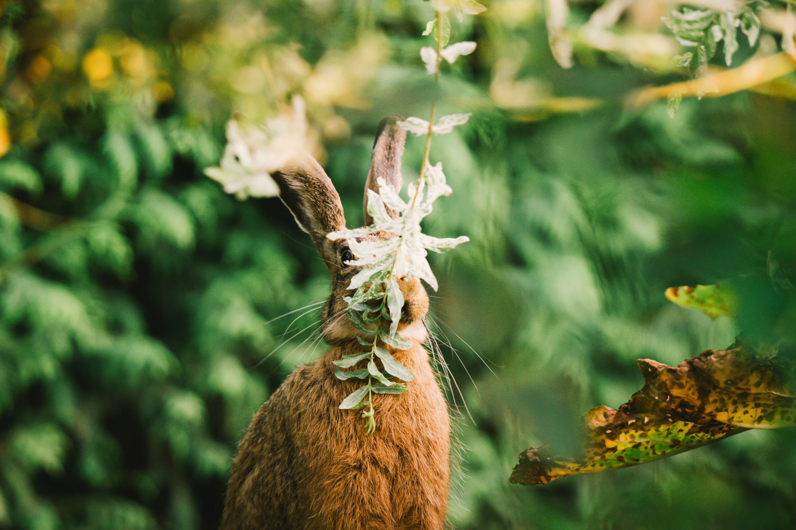Hase