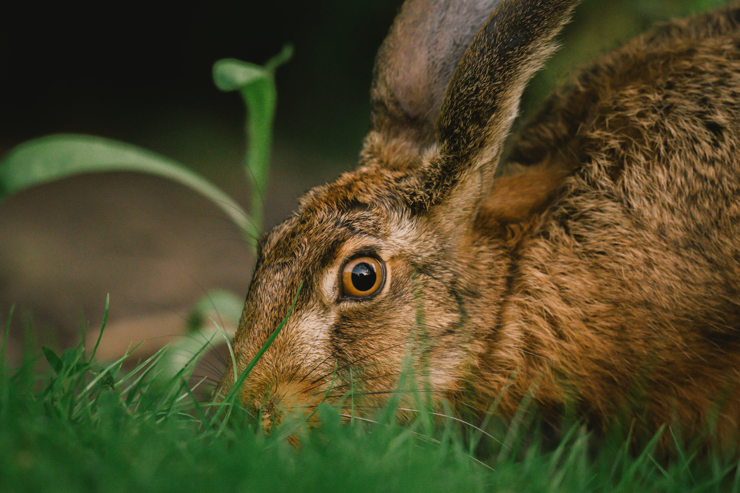 Hase