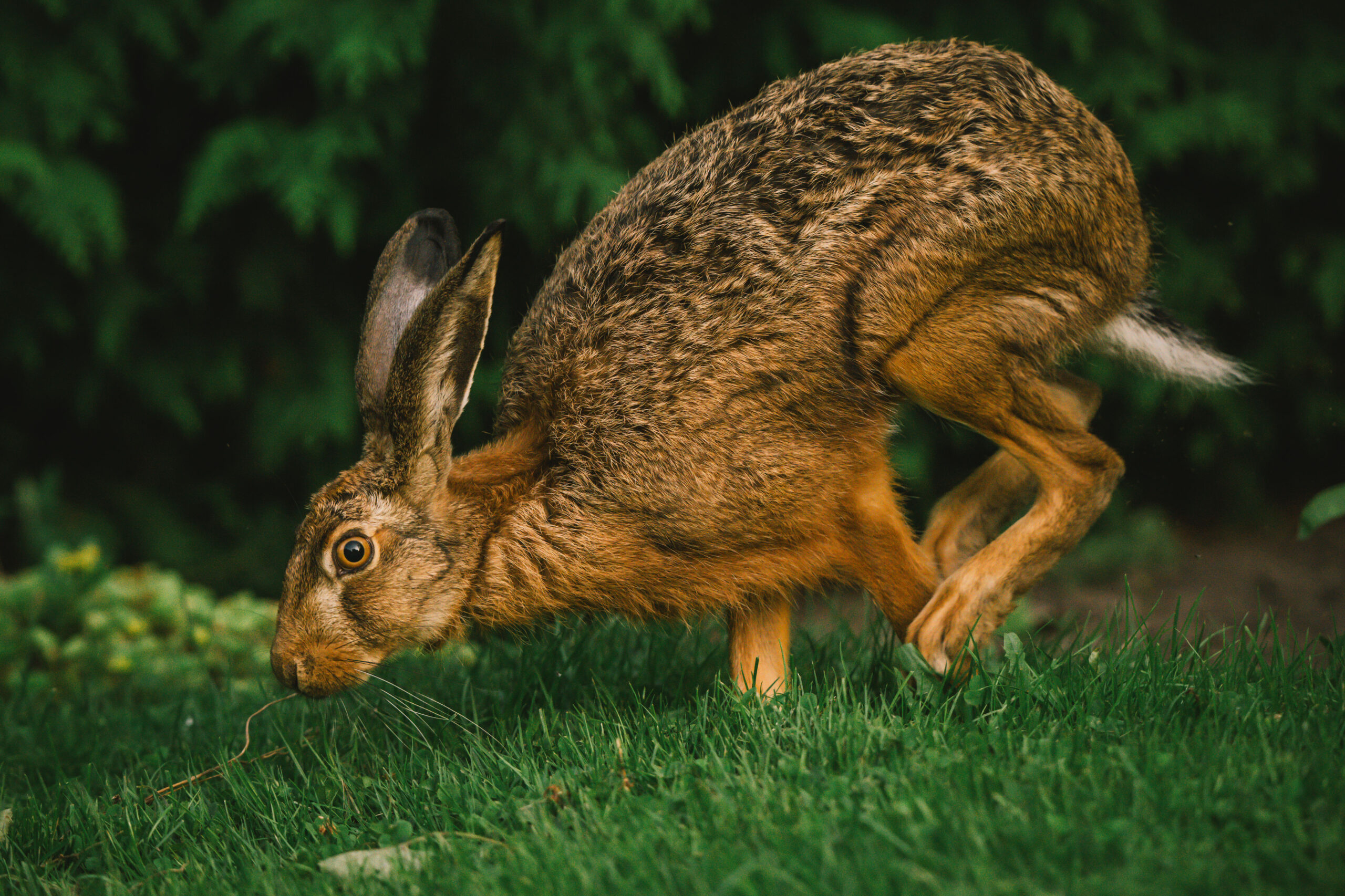 Hase