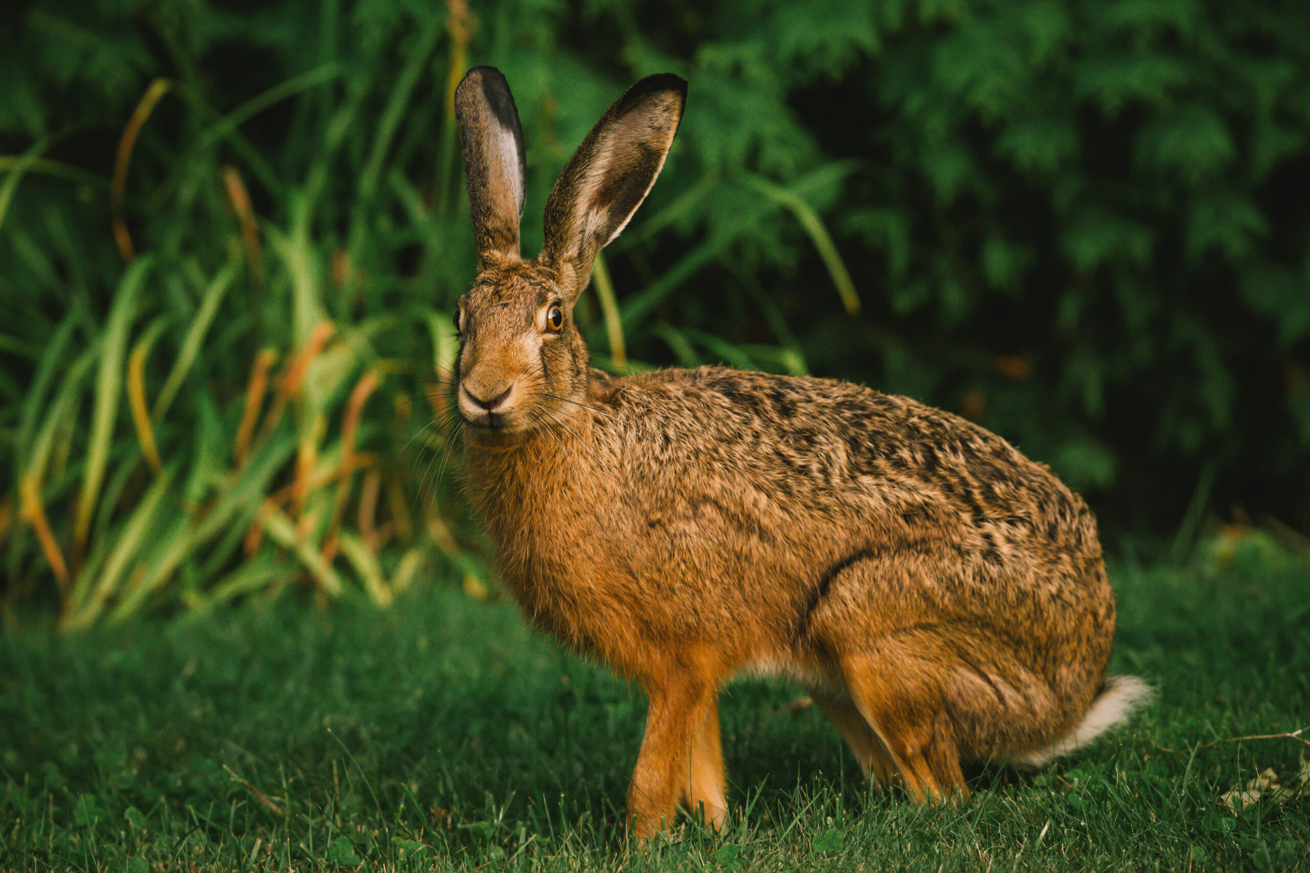 Hase