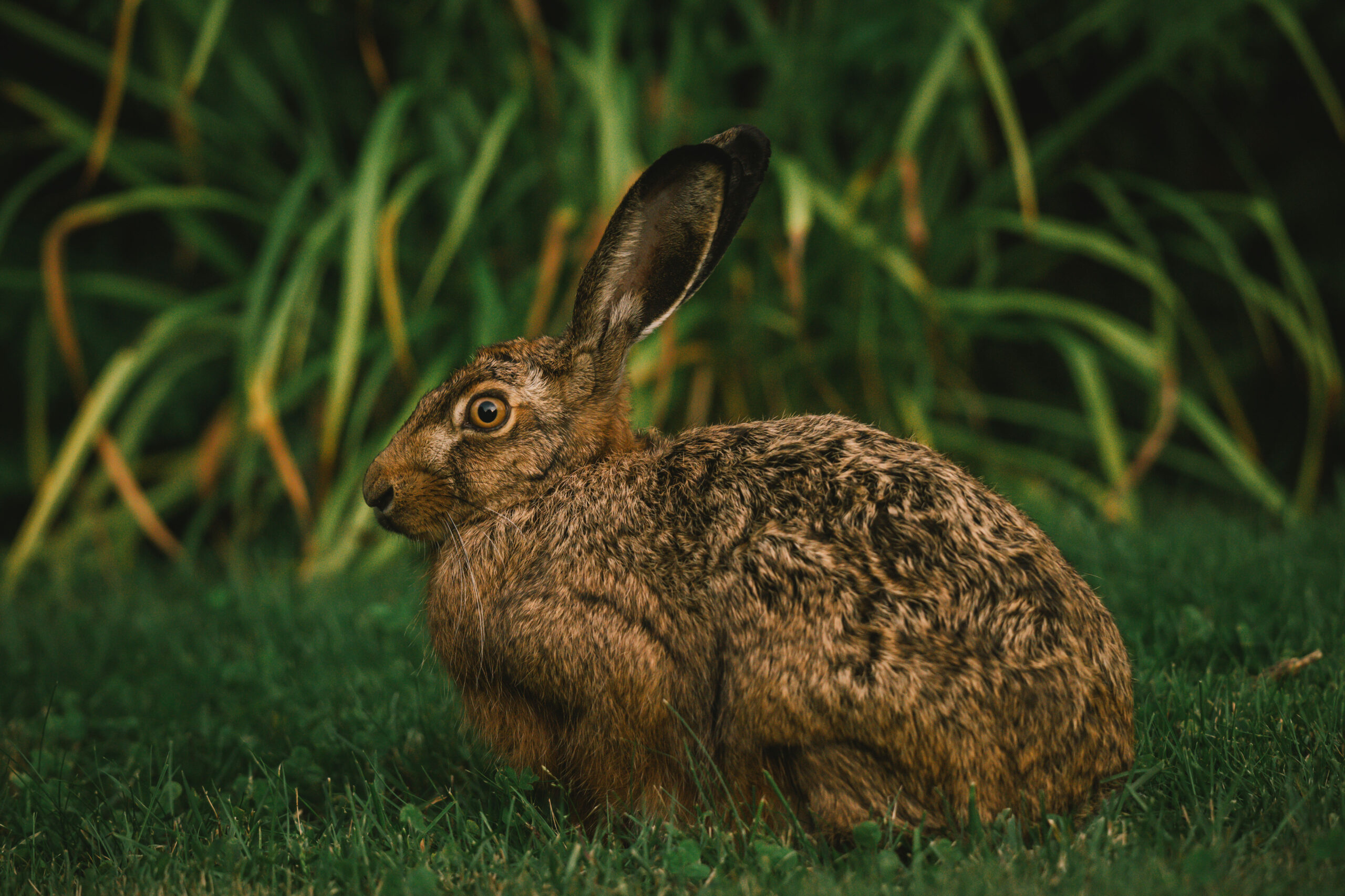 Hase