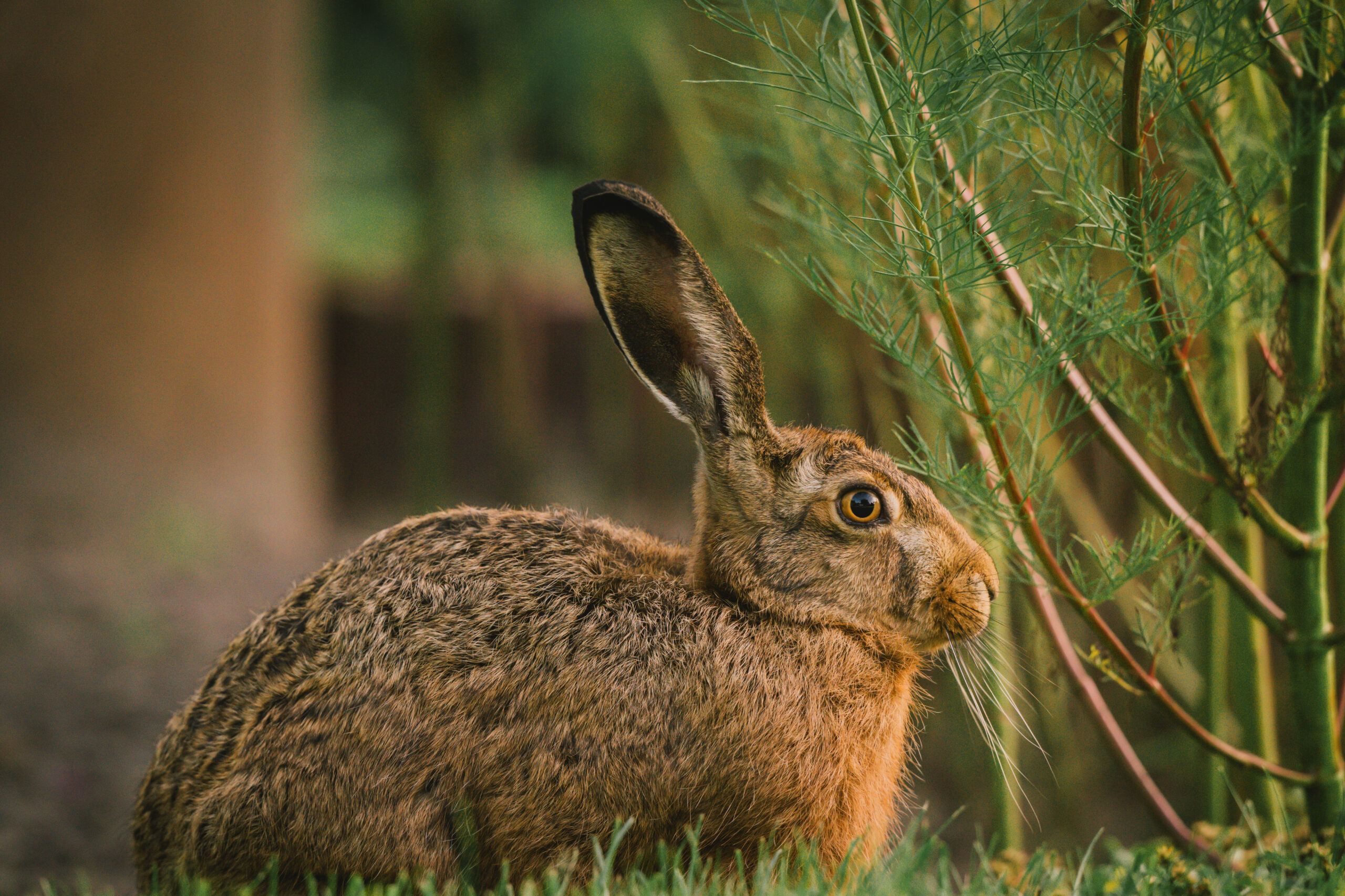 Hase
