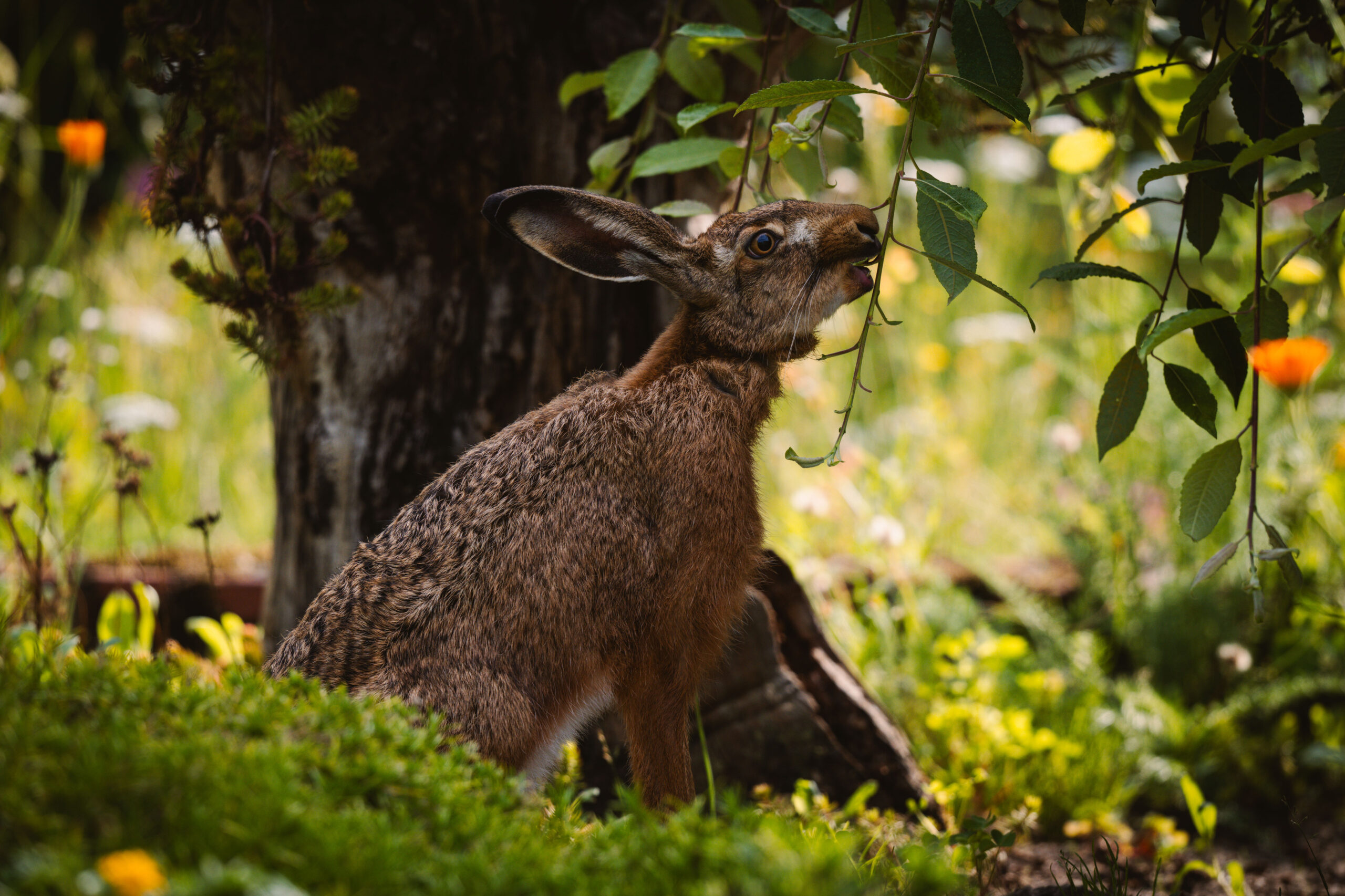 Hase