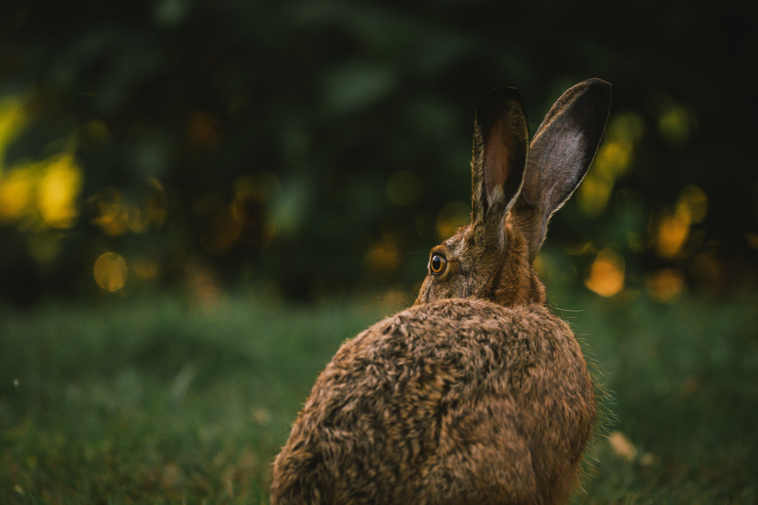 Hase