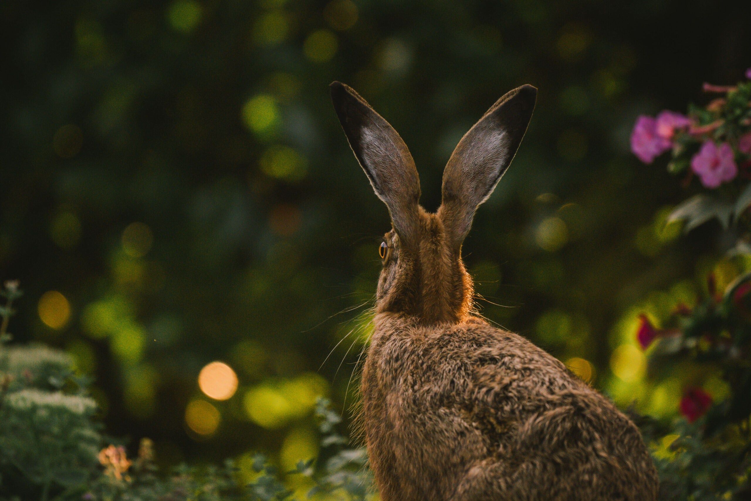 Hase