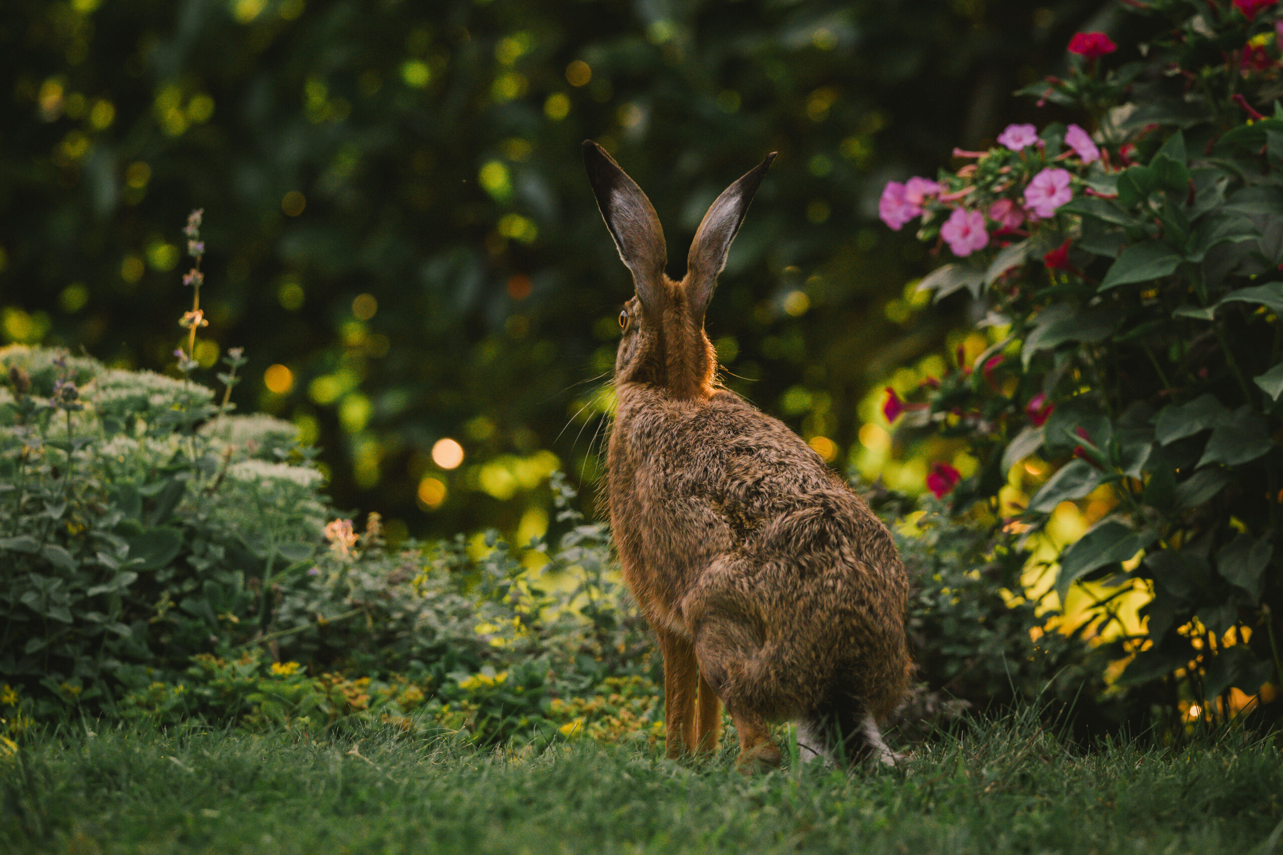 Hase