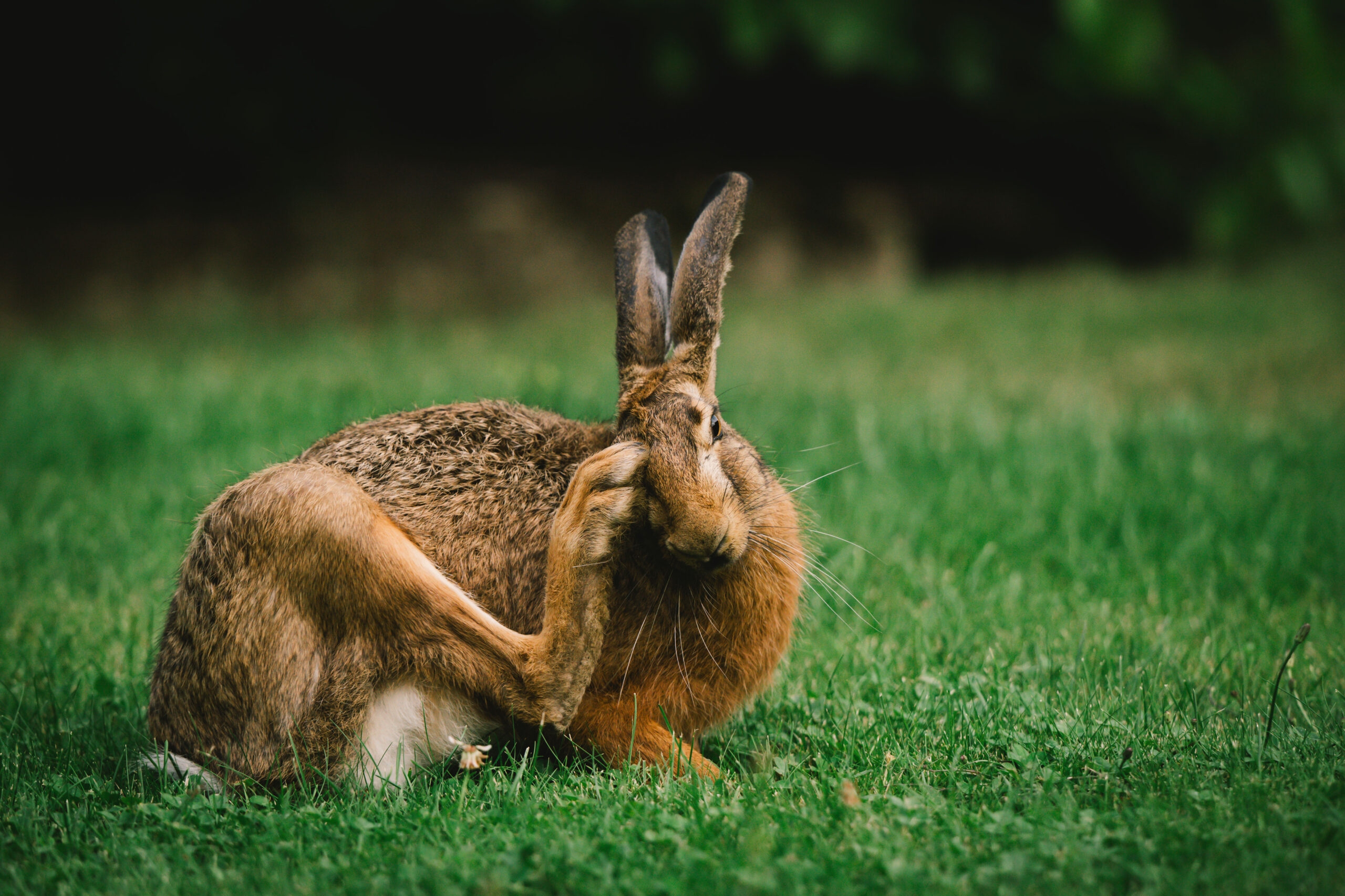 Hase