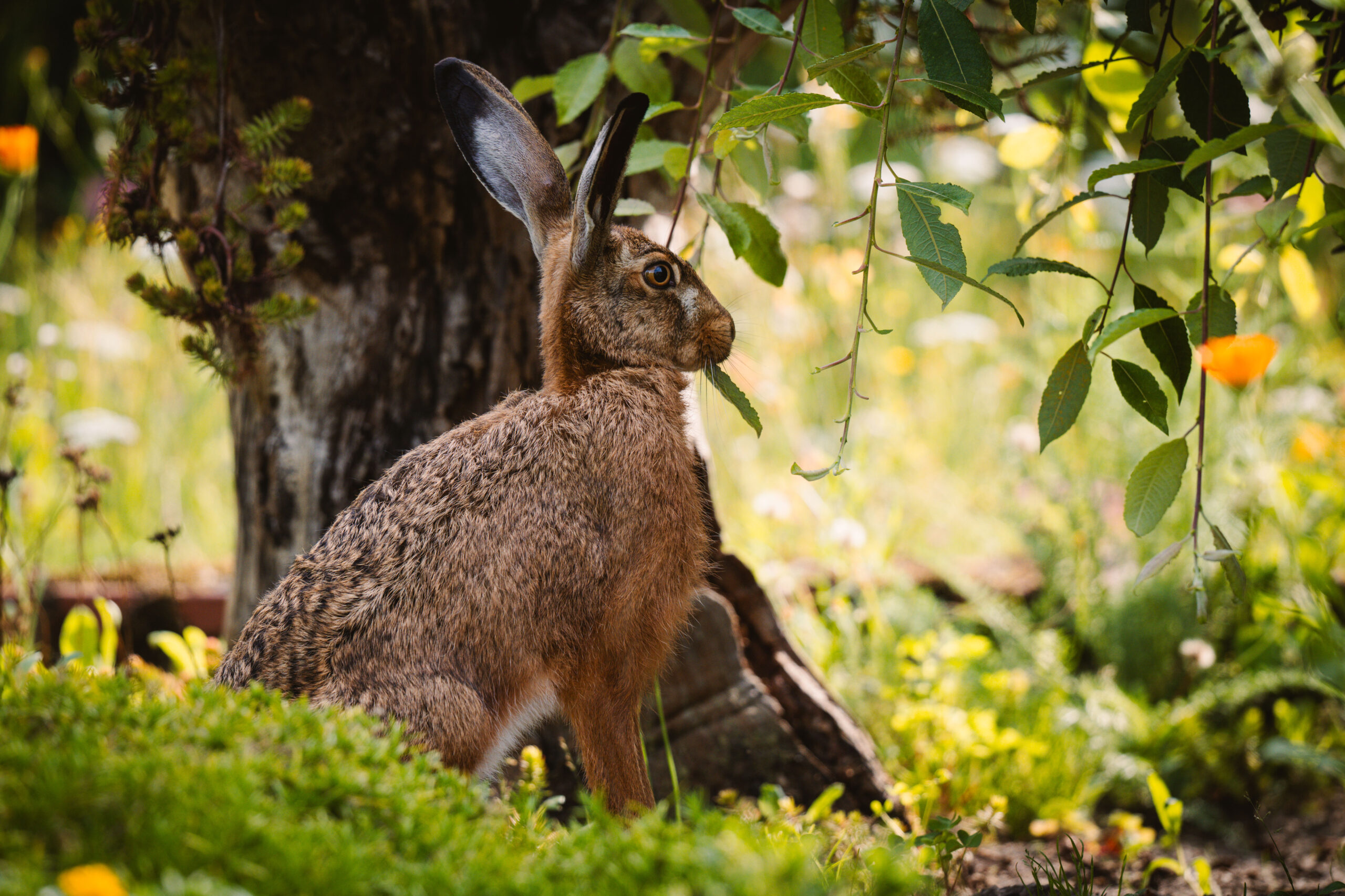 Hase