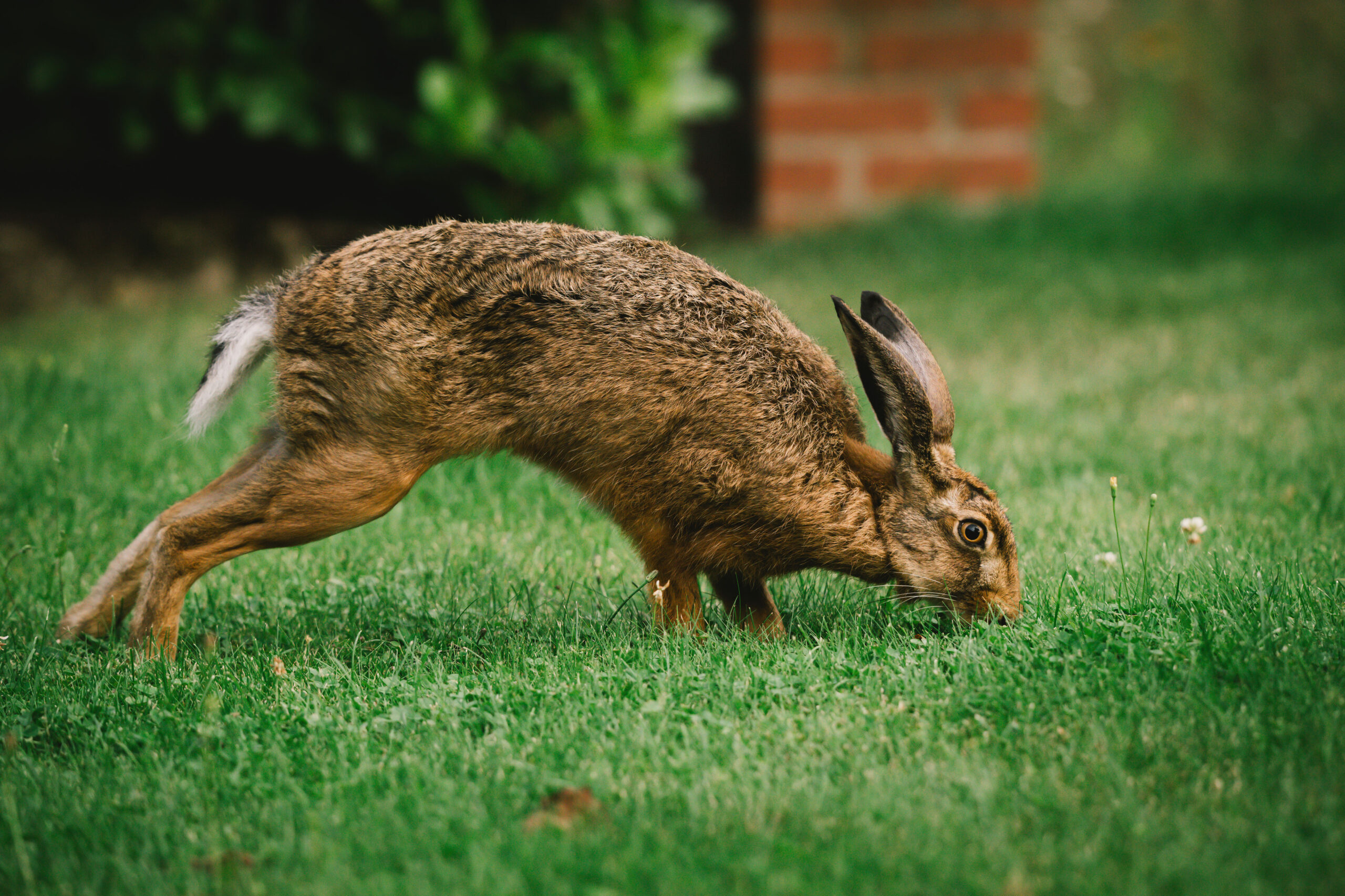 Hase