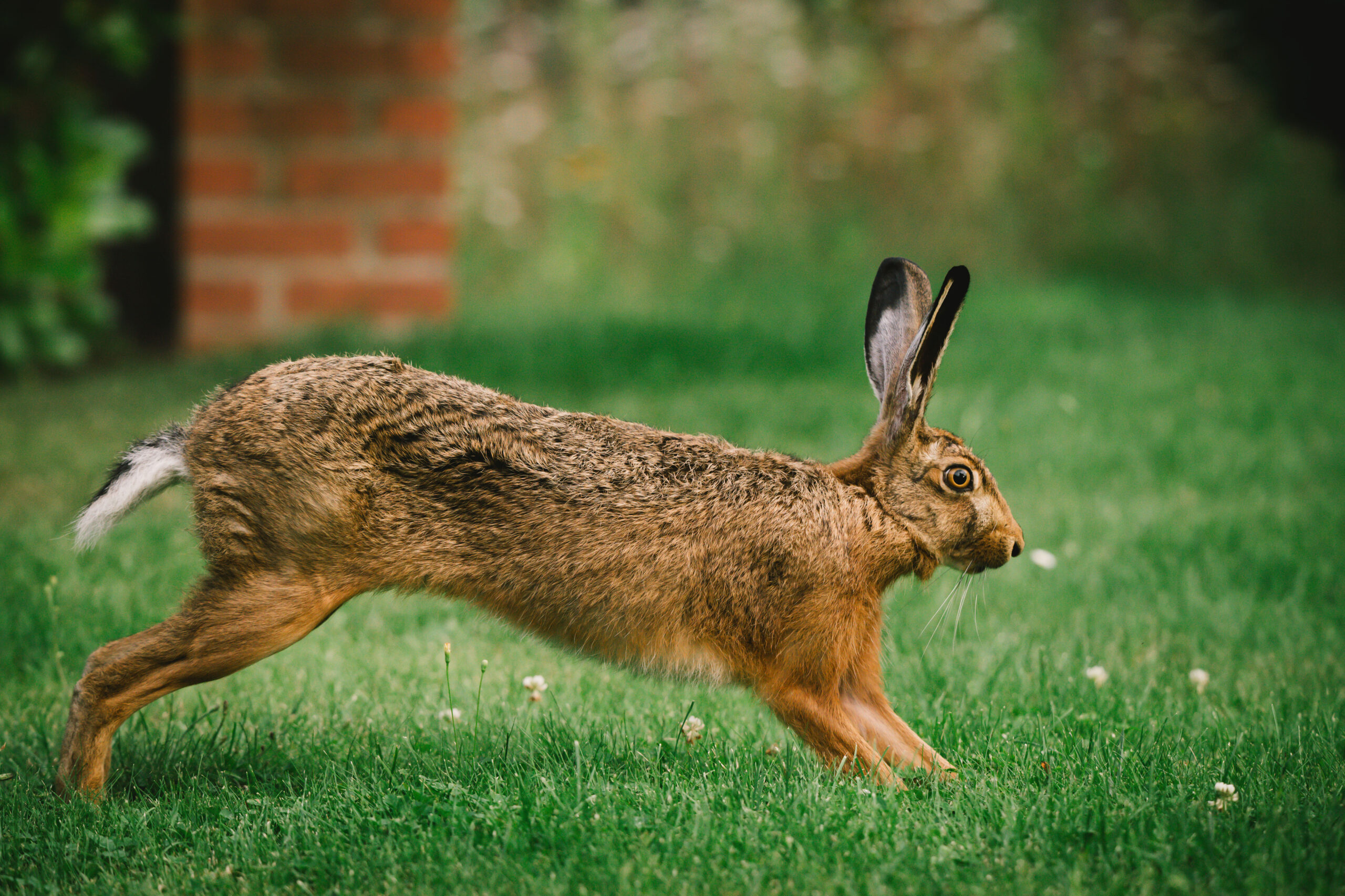 Hase