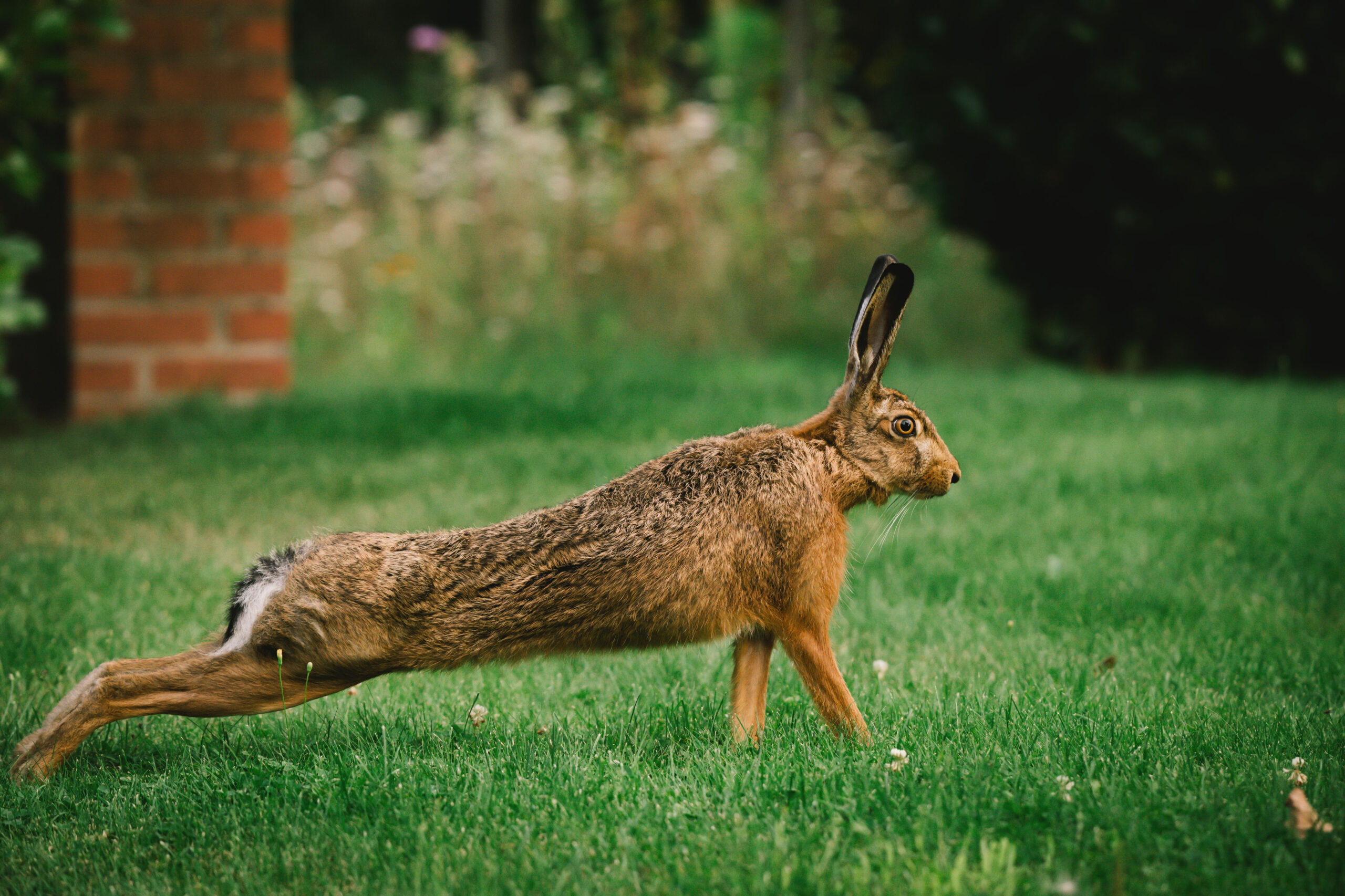 Hase