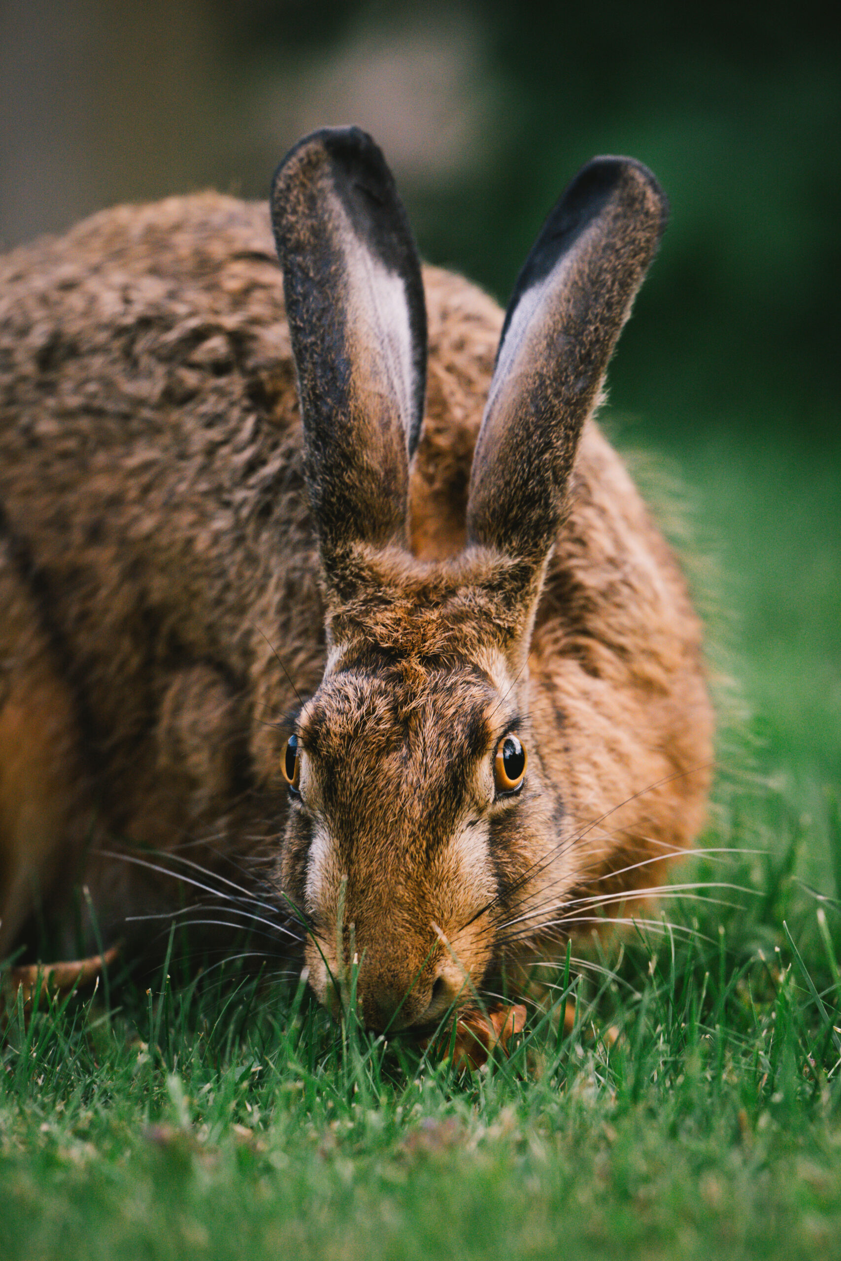 Hase