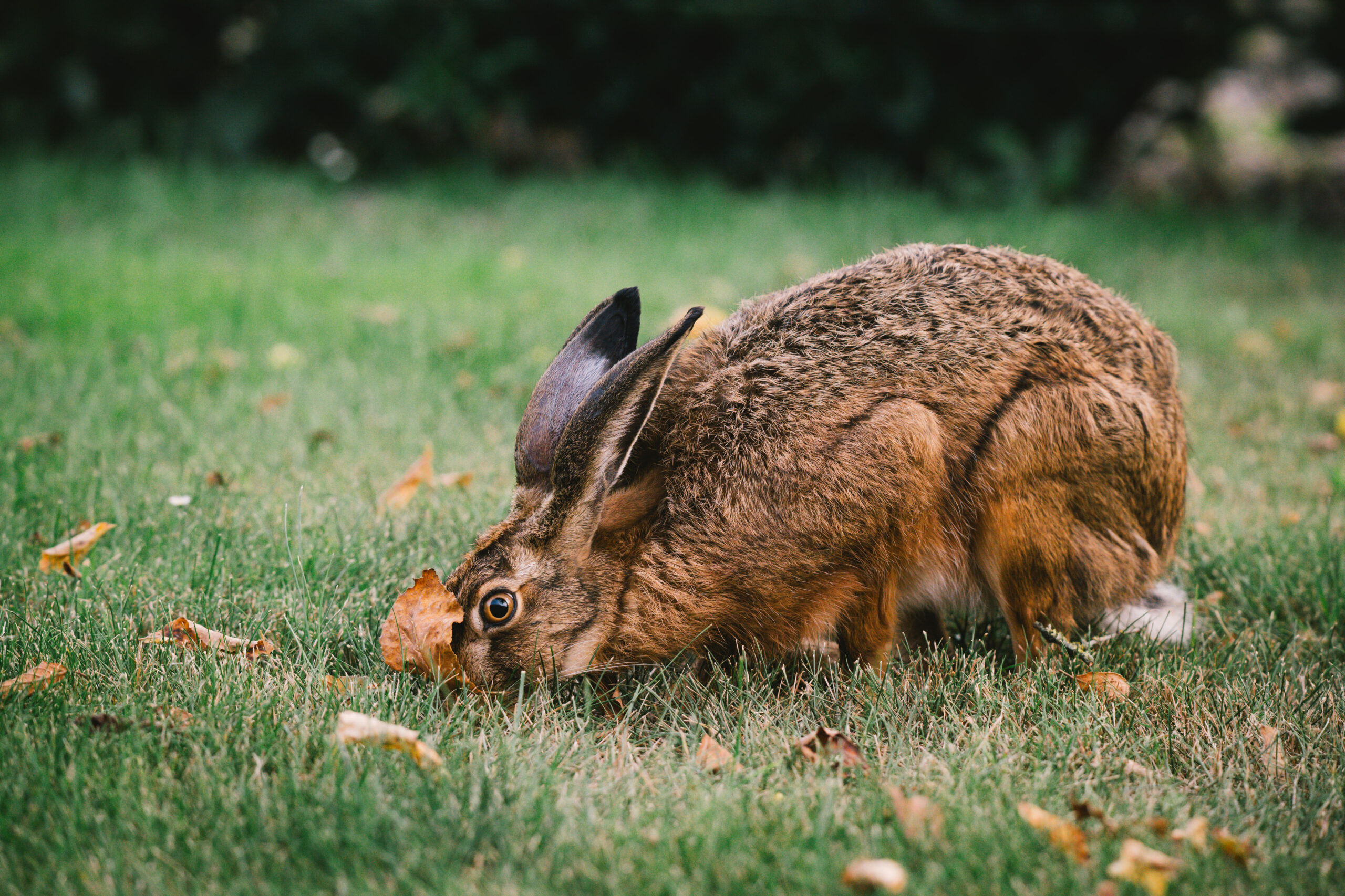 Hase