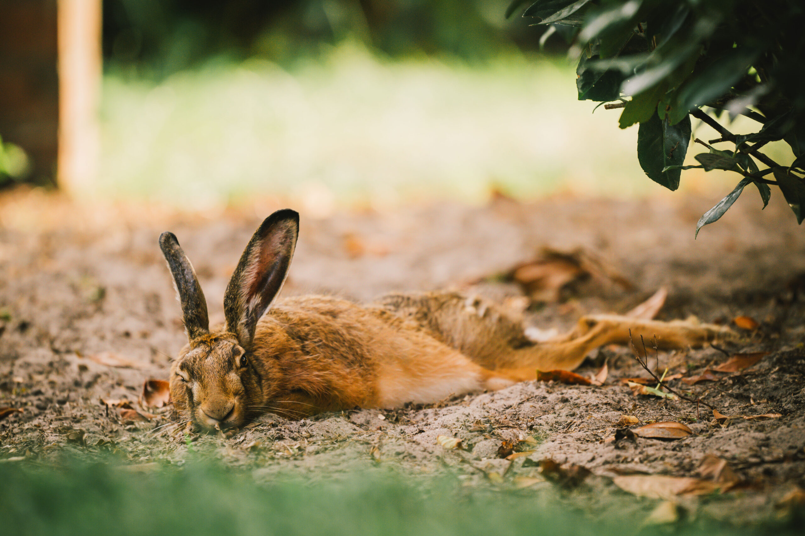 Hase