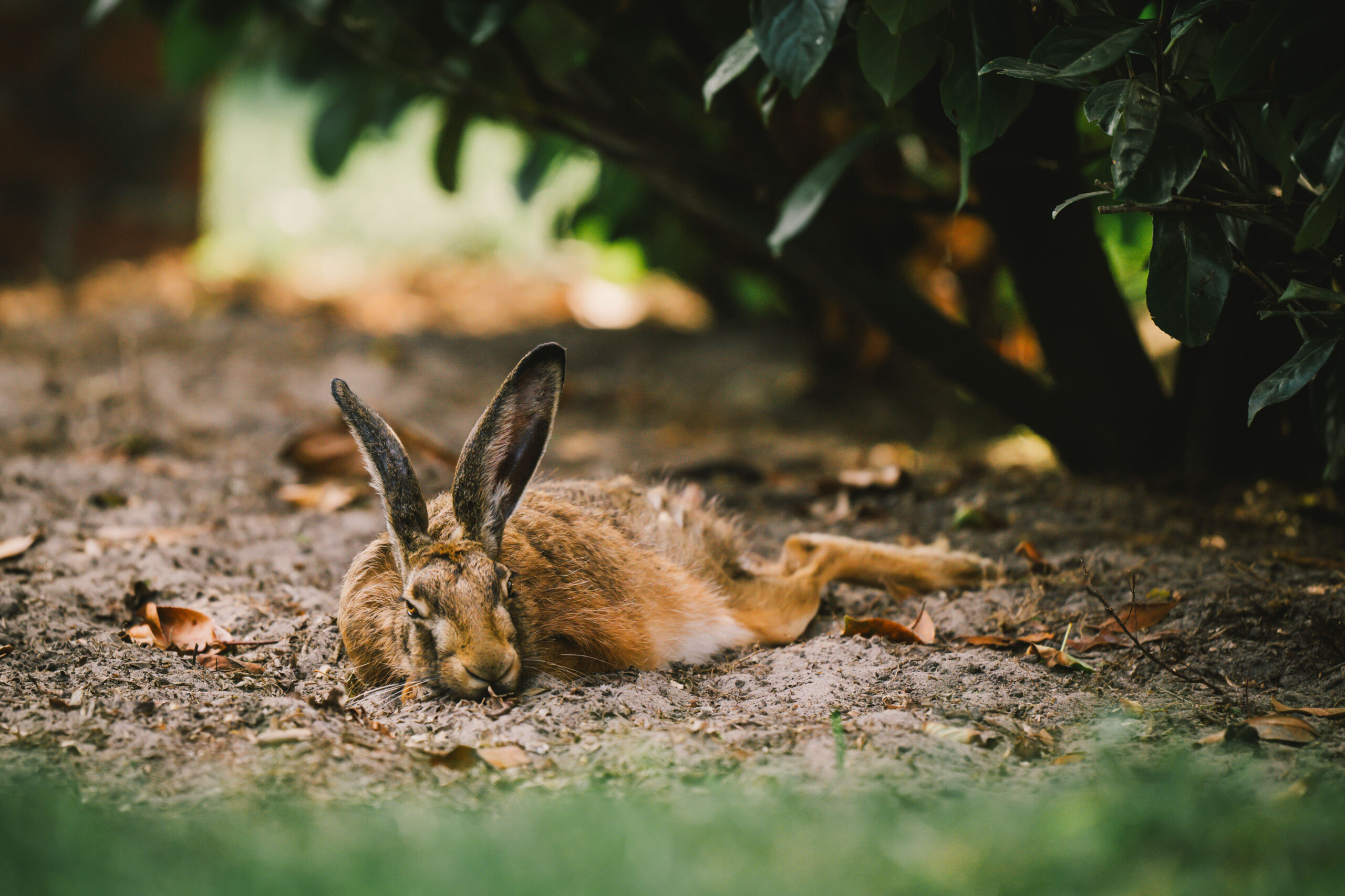 Hase