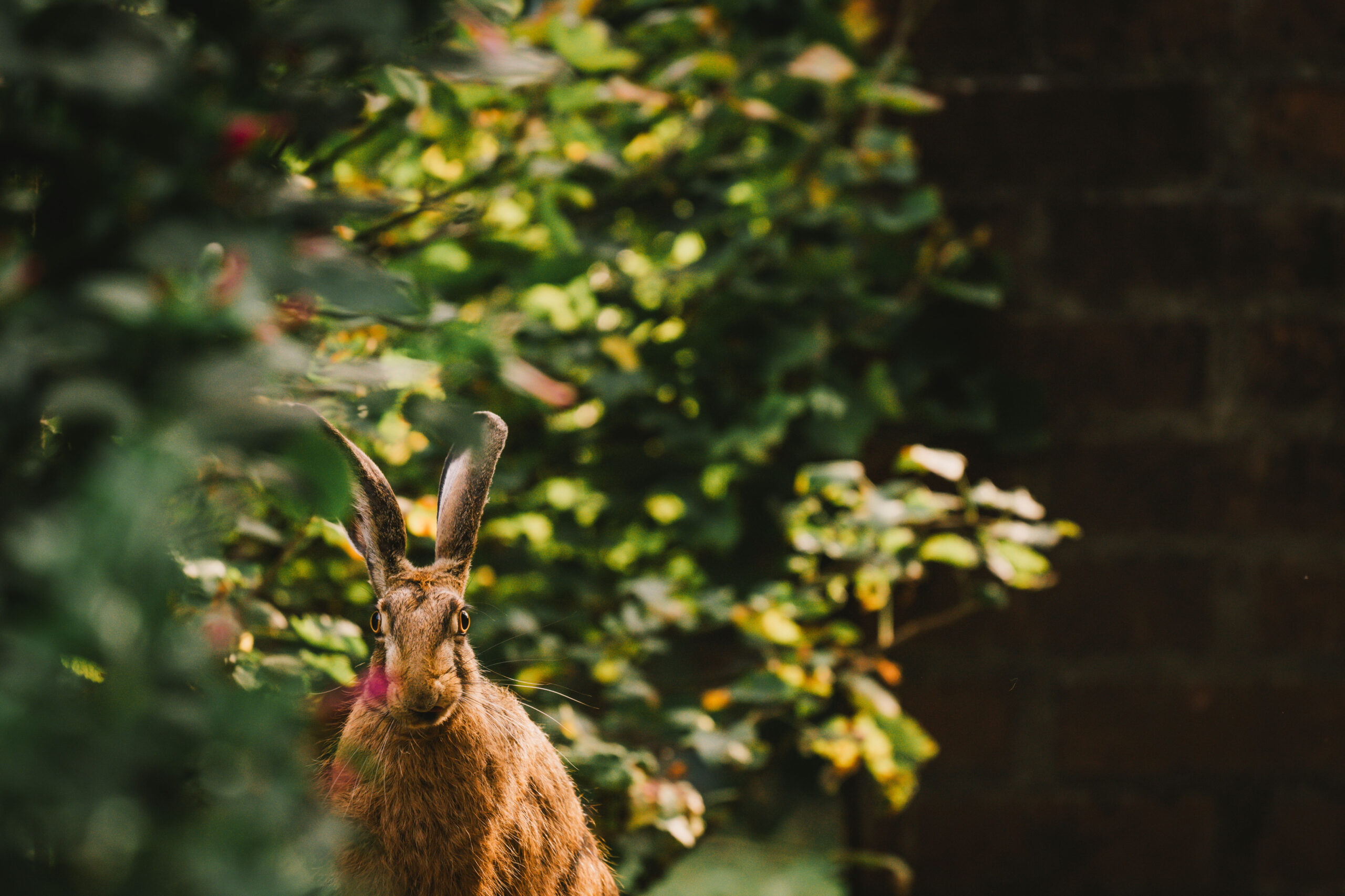 Hase