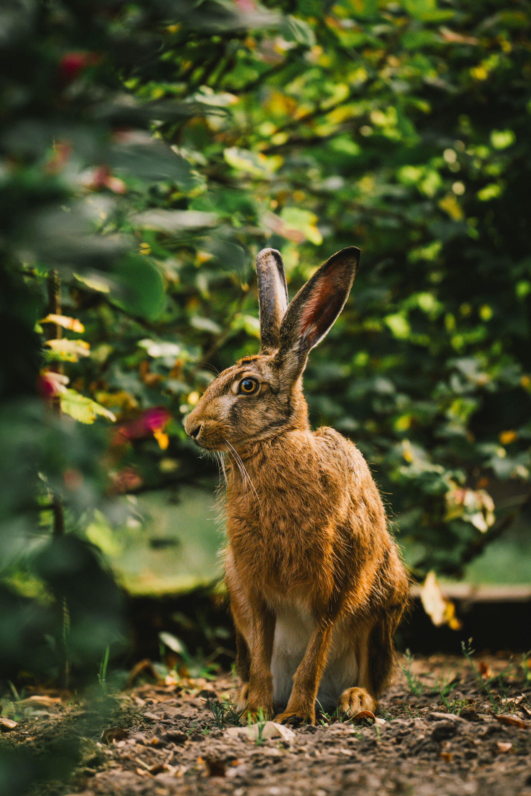 Hase