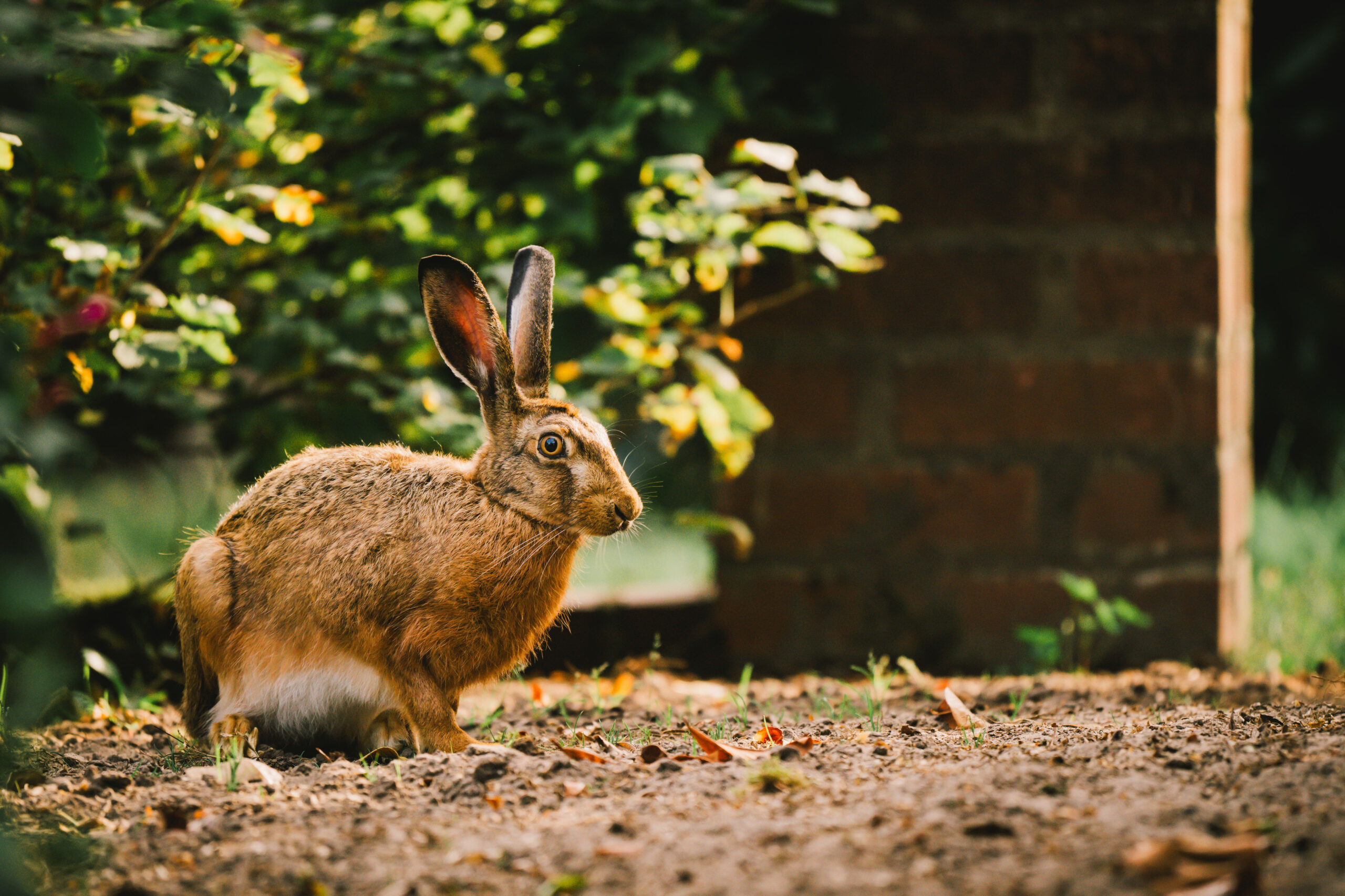 Hase