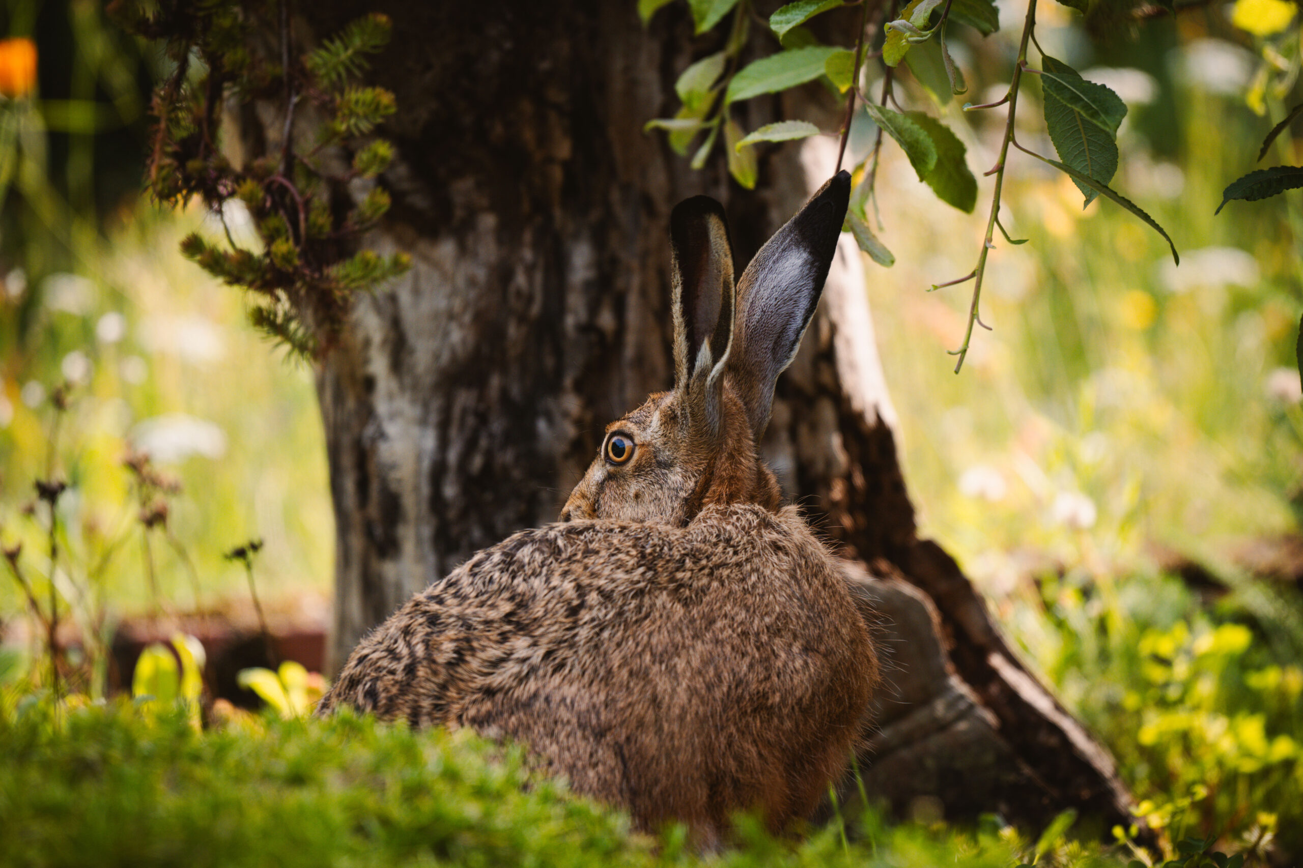 Hase