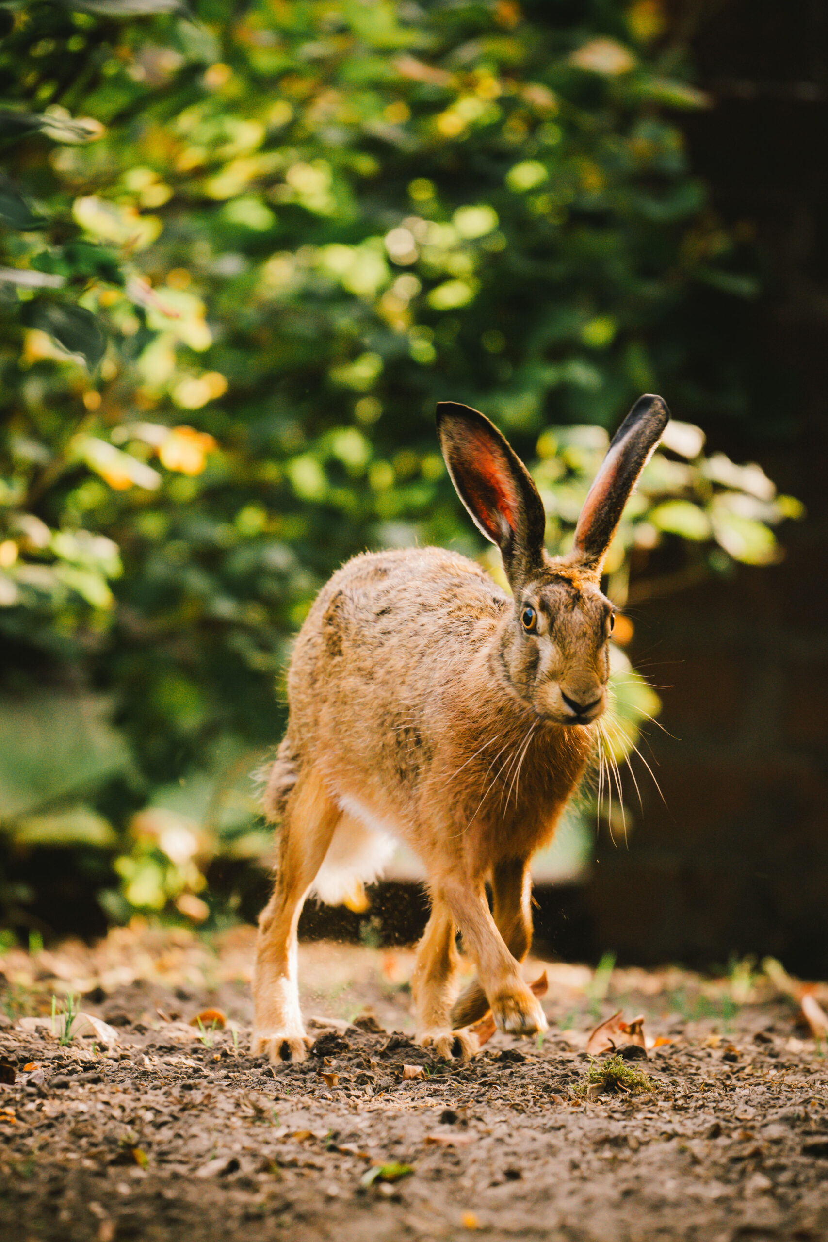 Hase