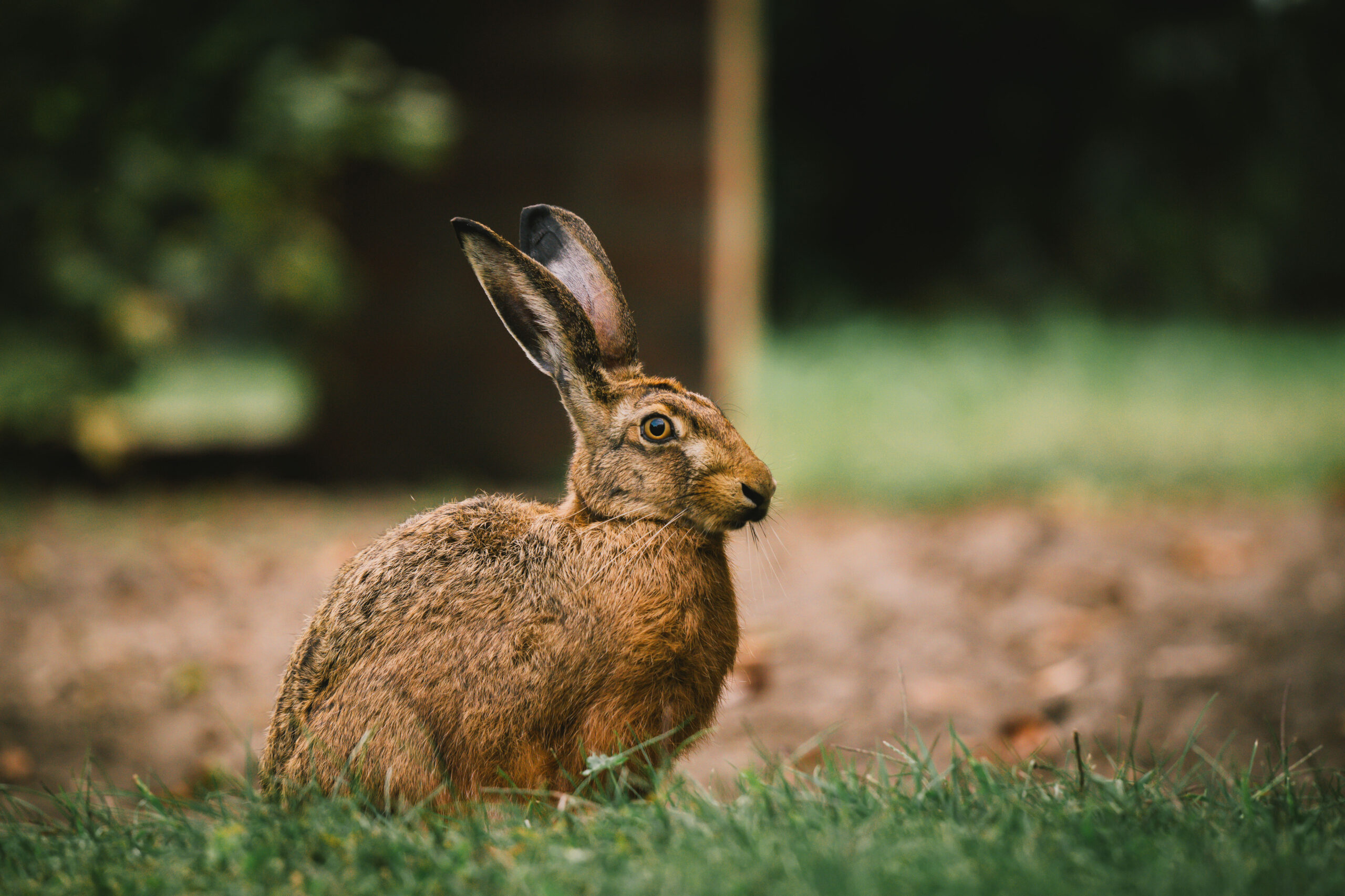 Hase
