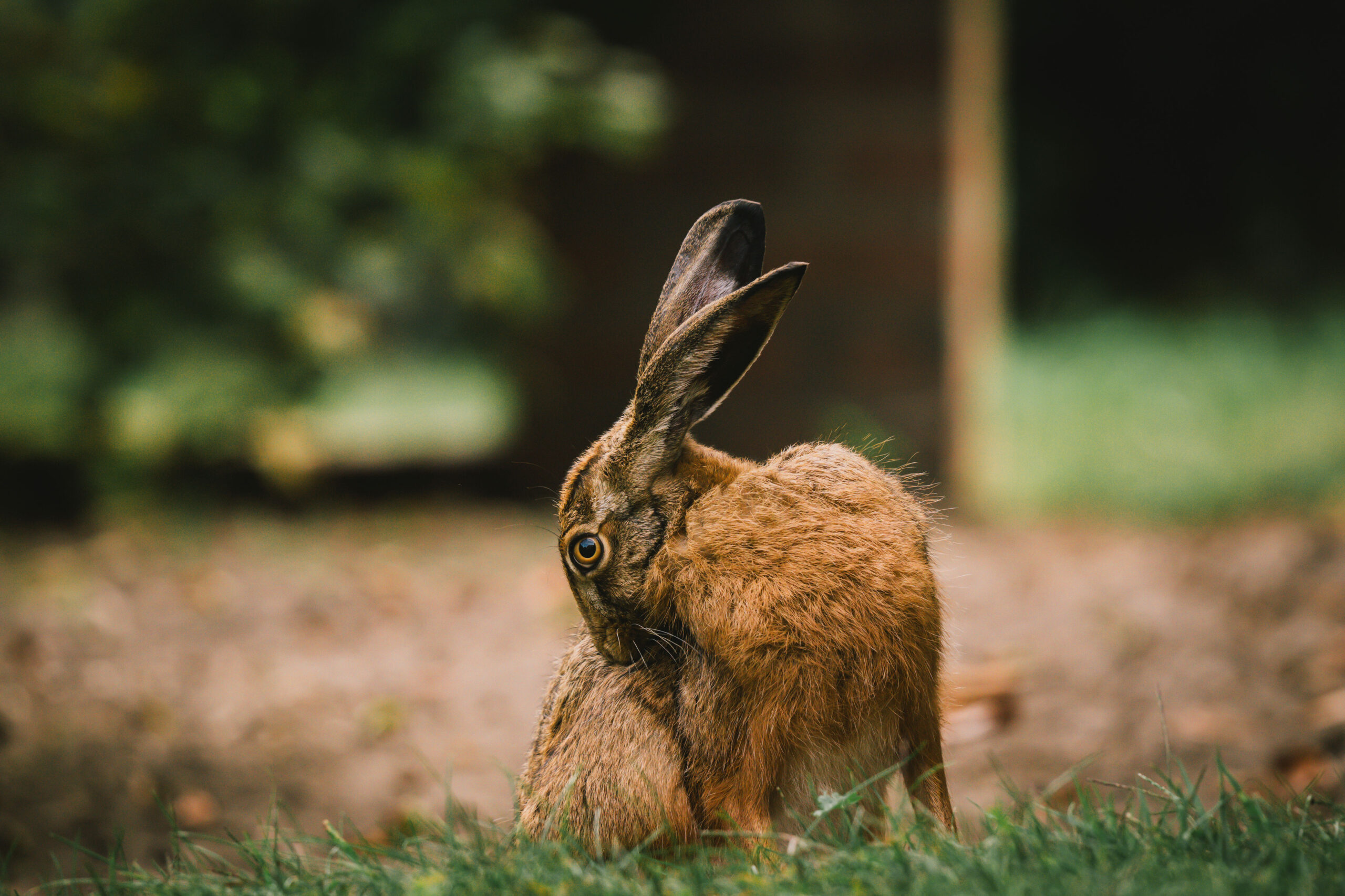 Hase