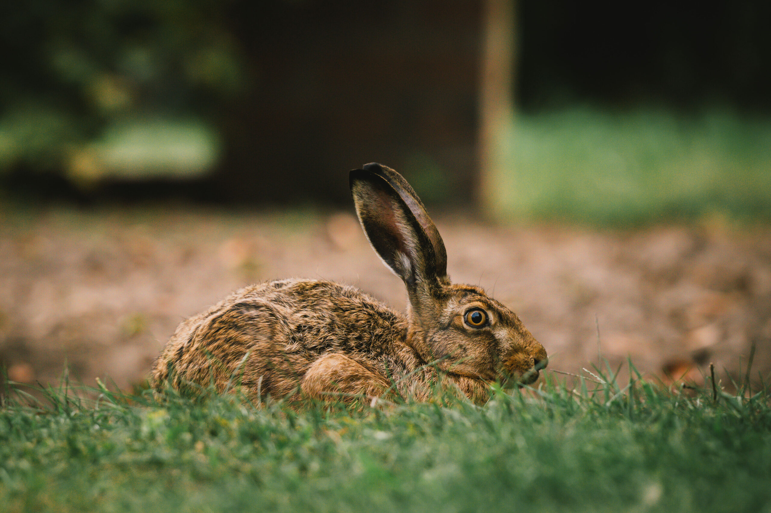 Hase