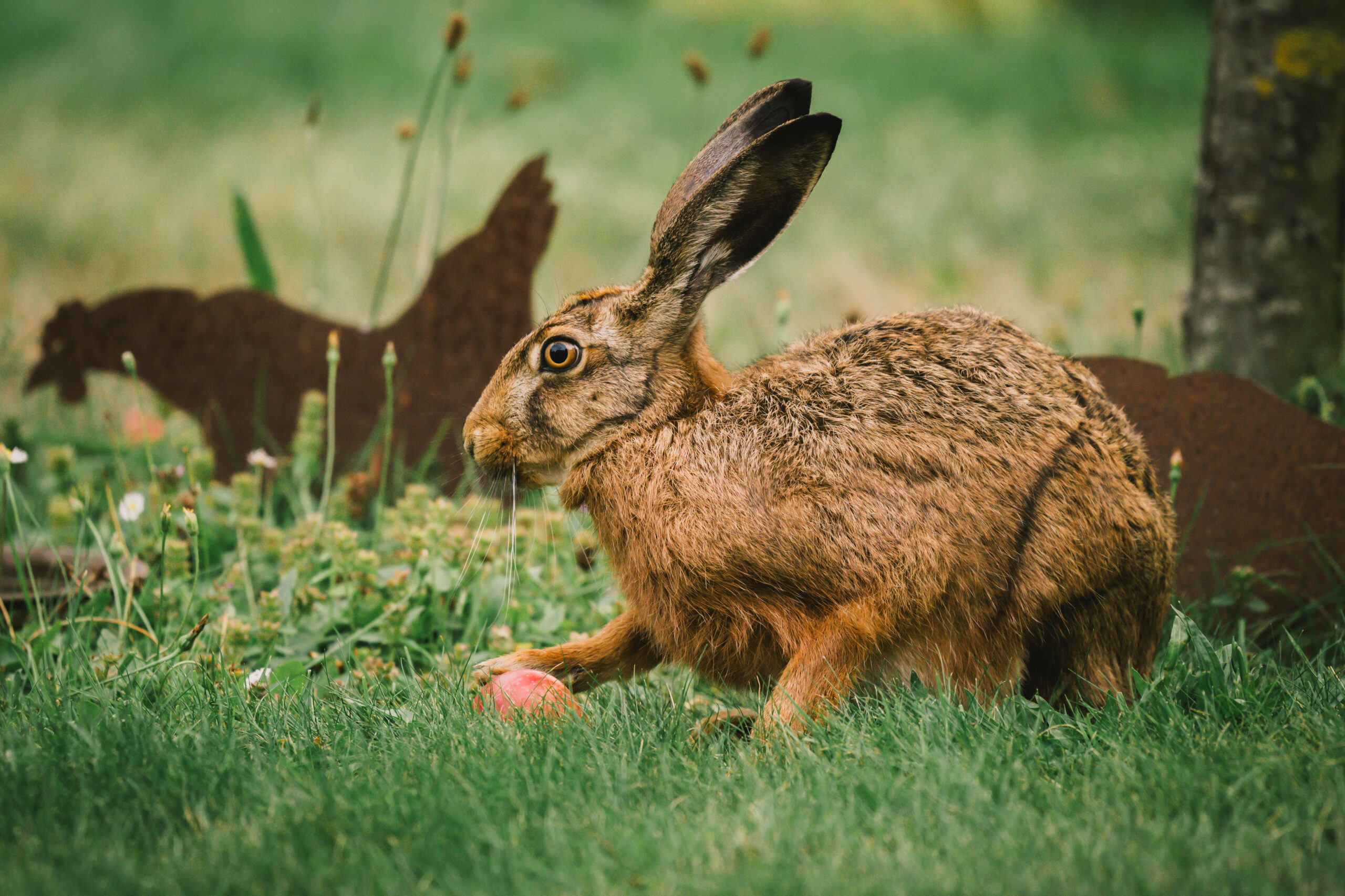 Hase