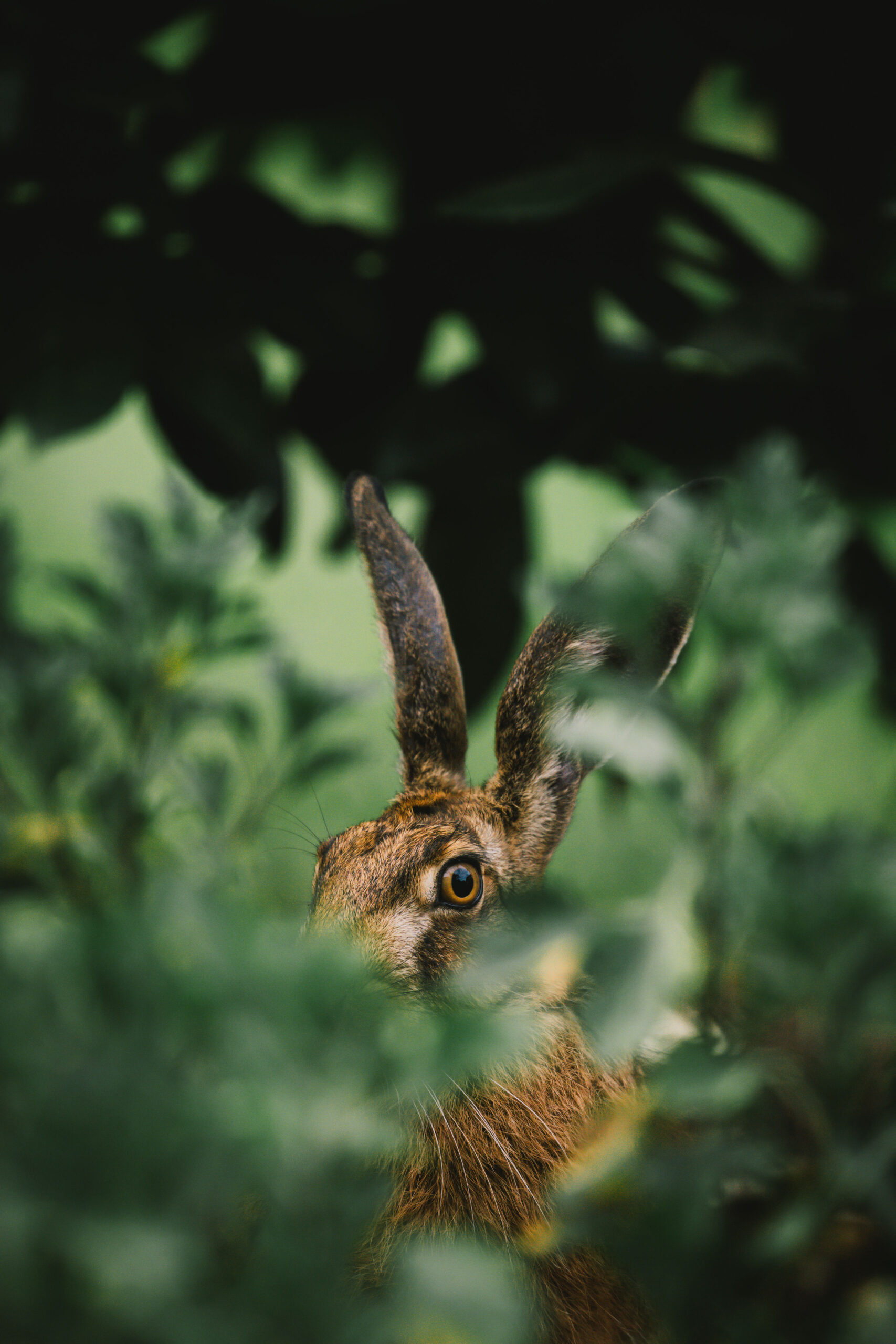 Hase
