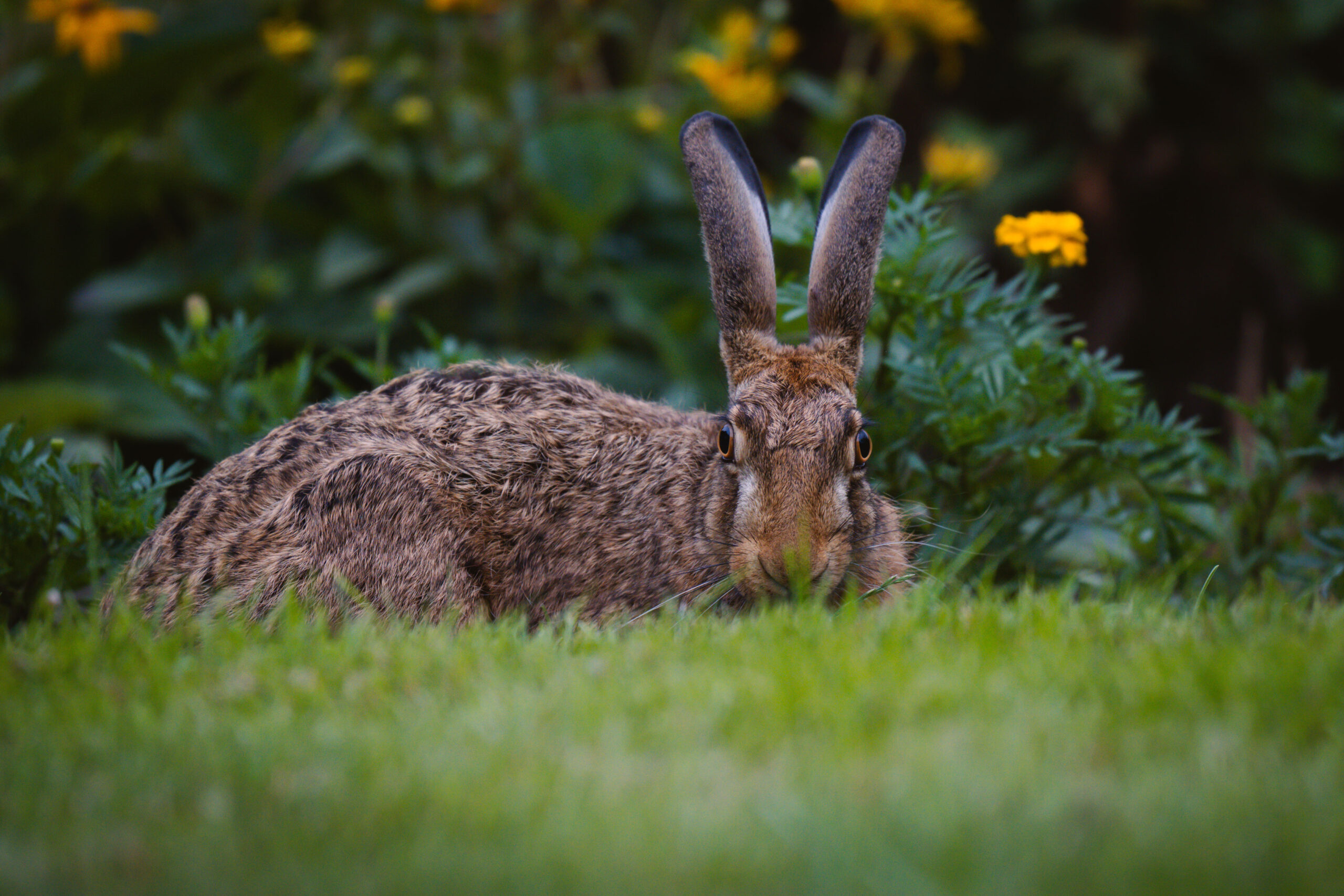 Hase