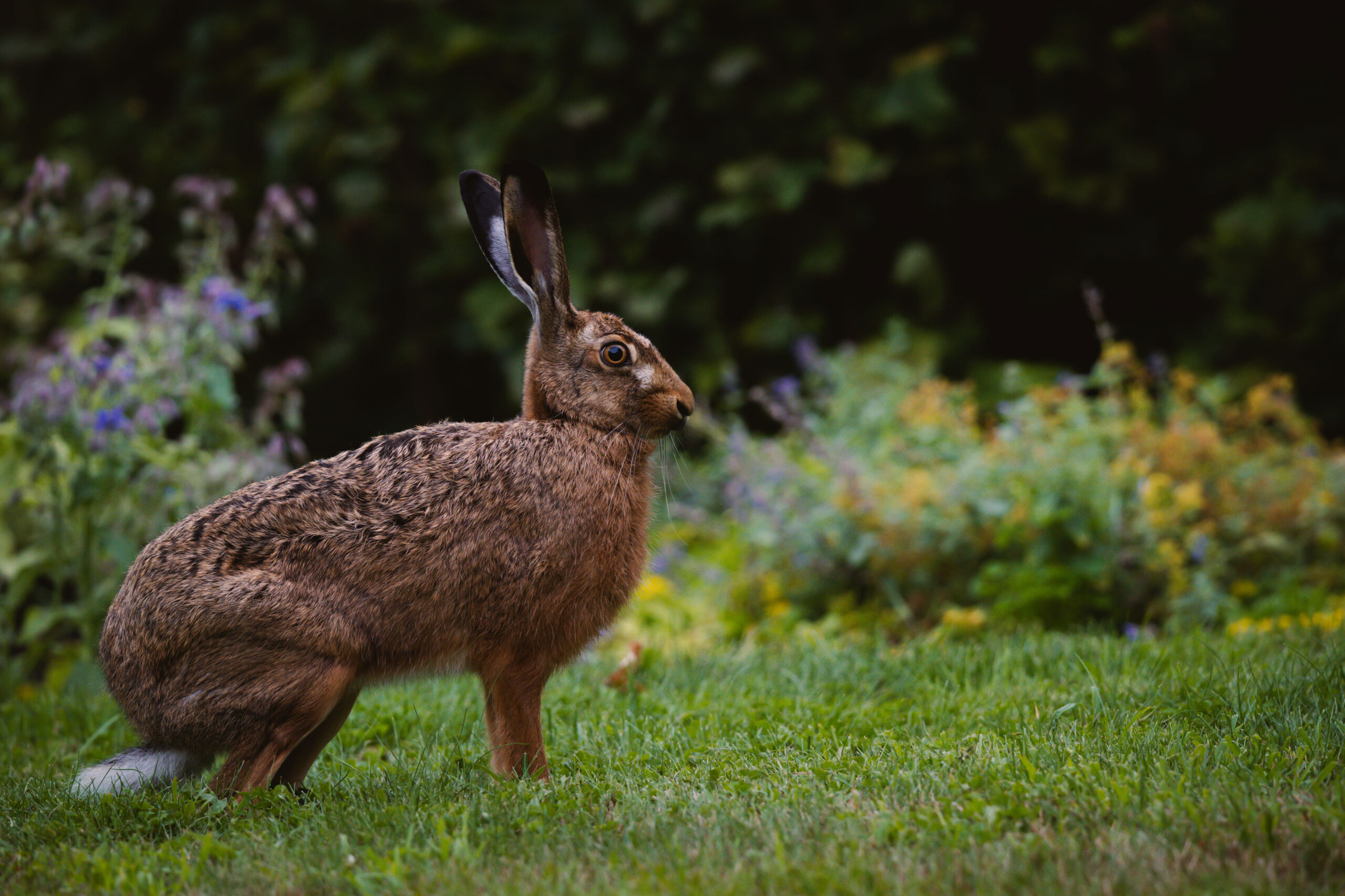 Hase