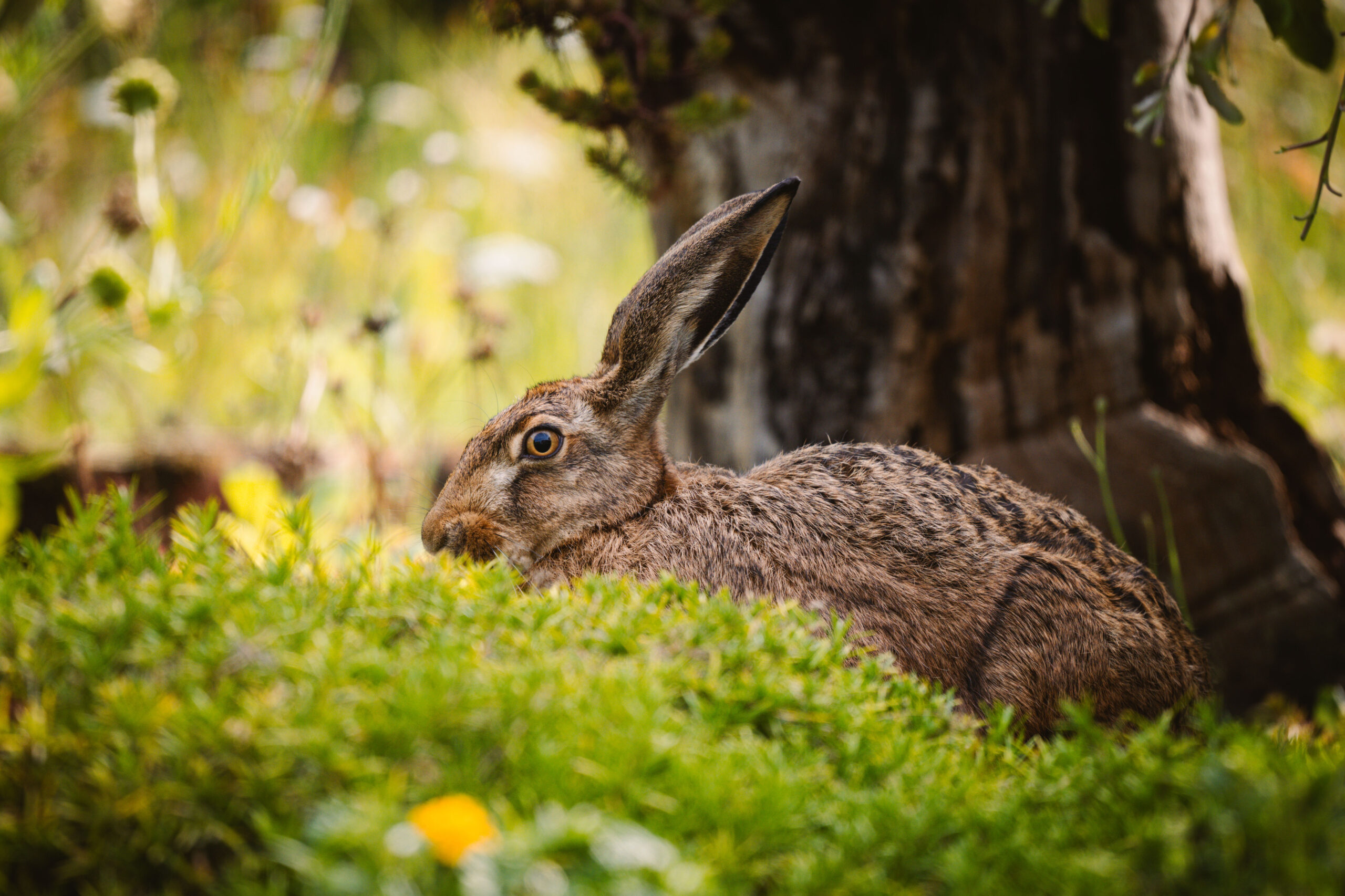 Hase