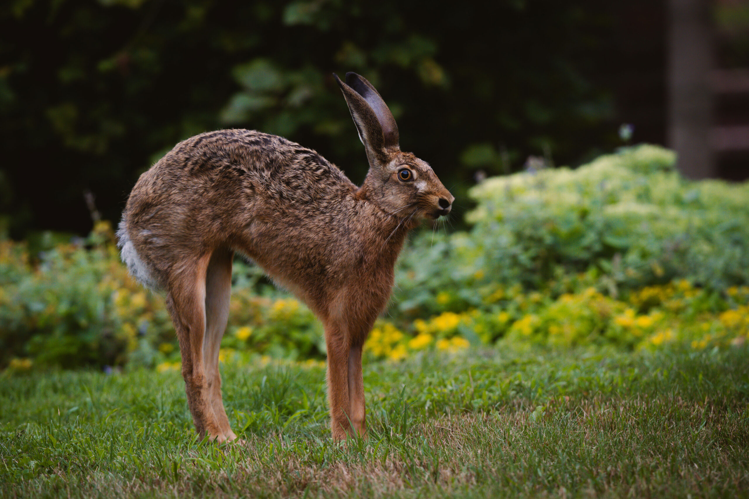 Hase