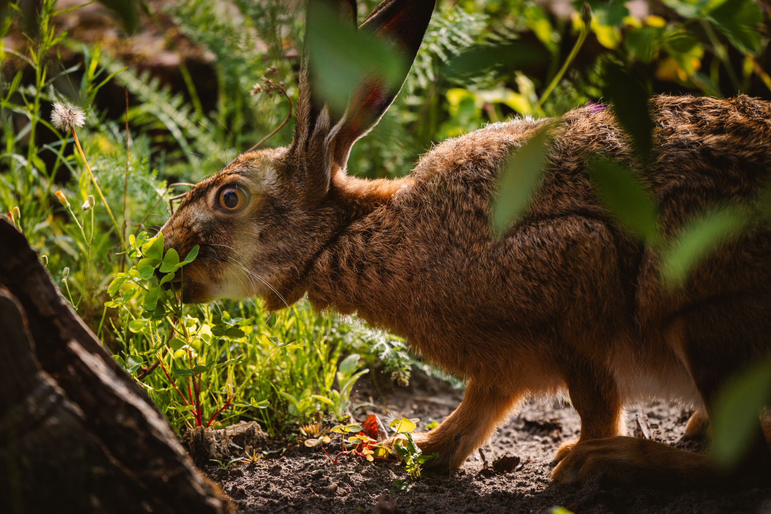 Hase