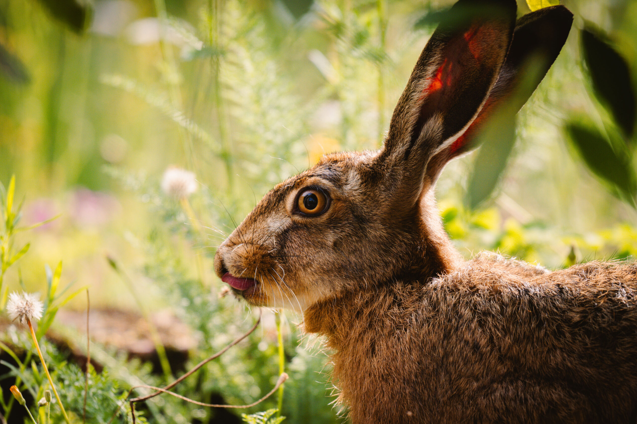 Hase