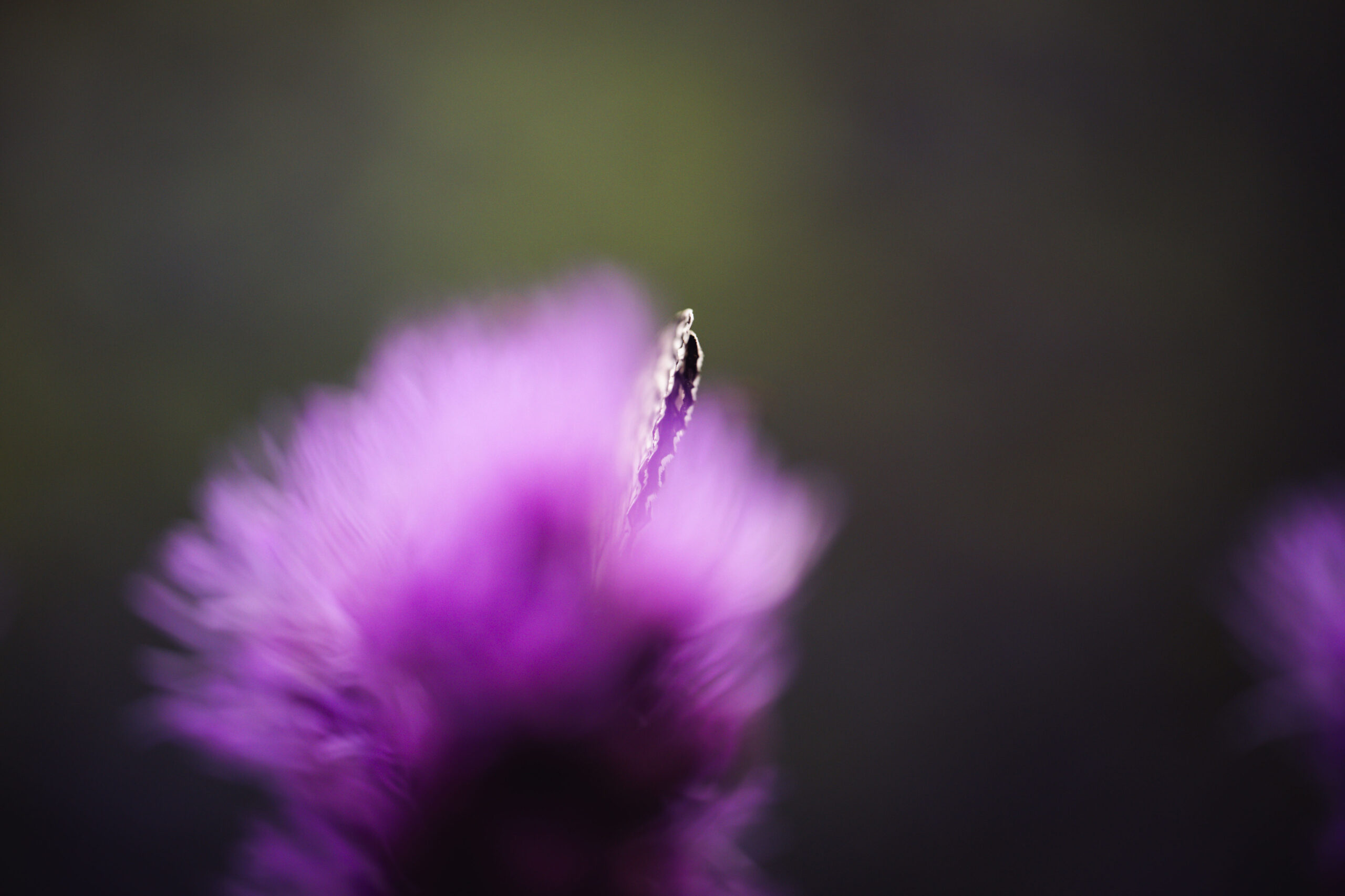 Insekten