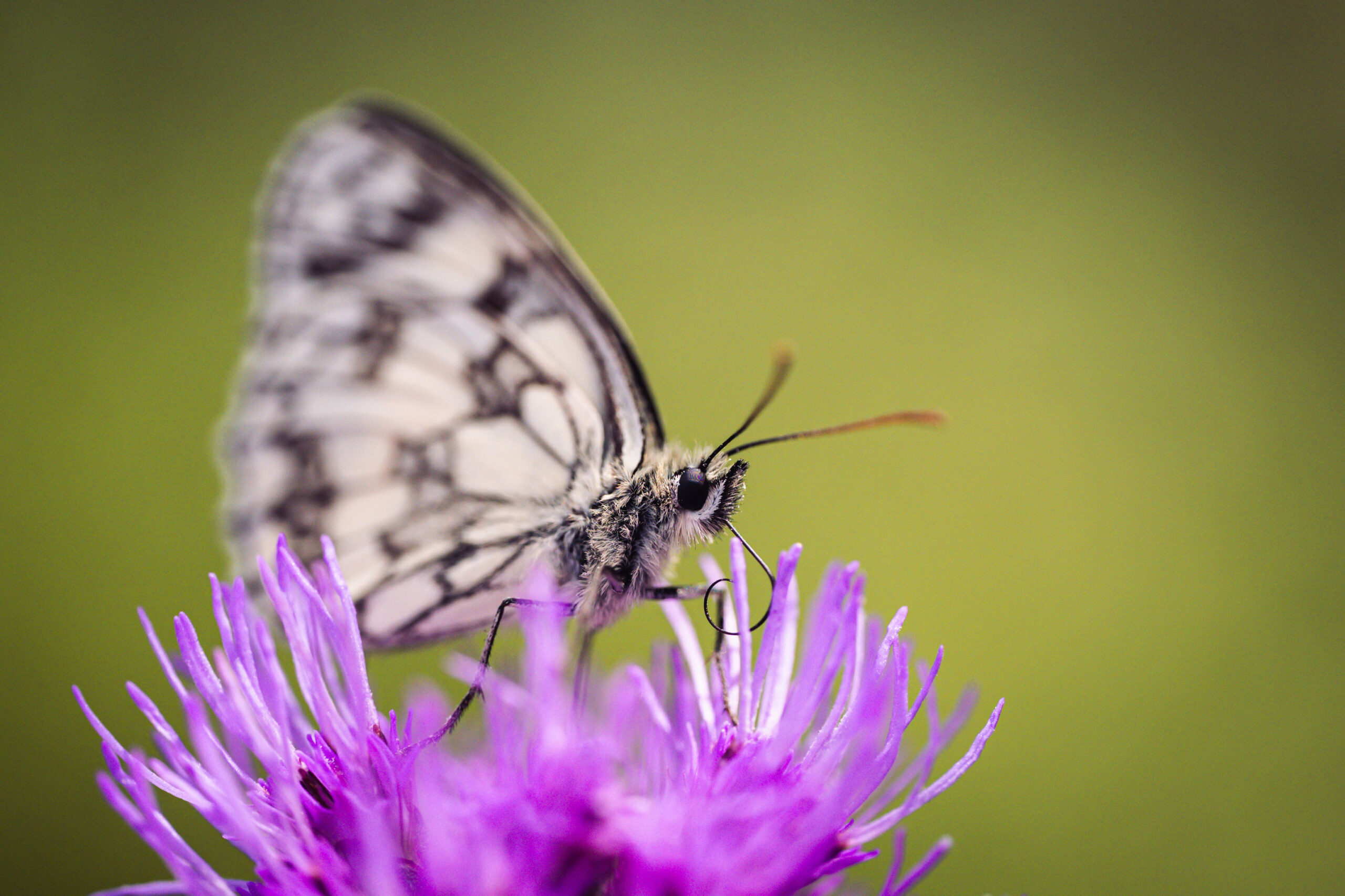 Insekten